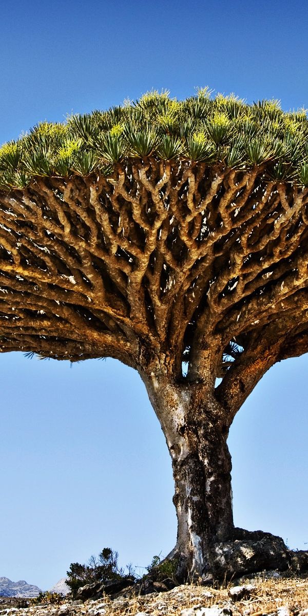Дерево теплой страны. Растения Австралии драконовое дерево. Драконовое дерево бонсай. Драконовое дерево с корнями.