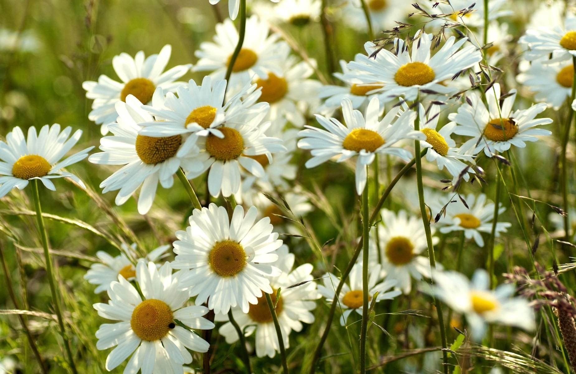 Download mobile wallpaper Smooth, Meadow, Camomile, Flowers, Summer, Blur for free.