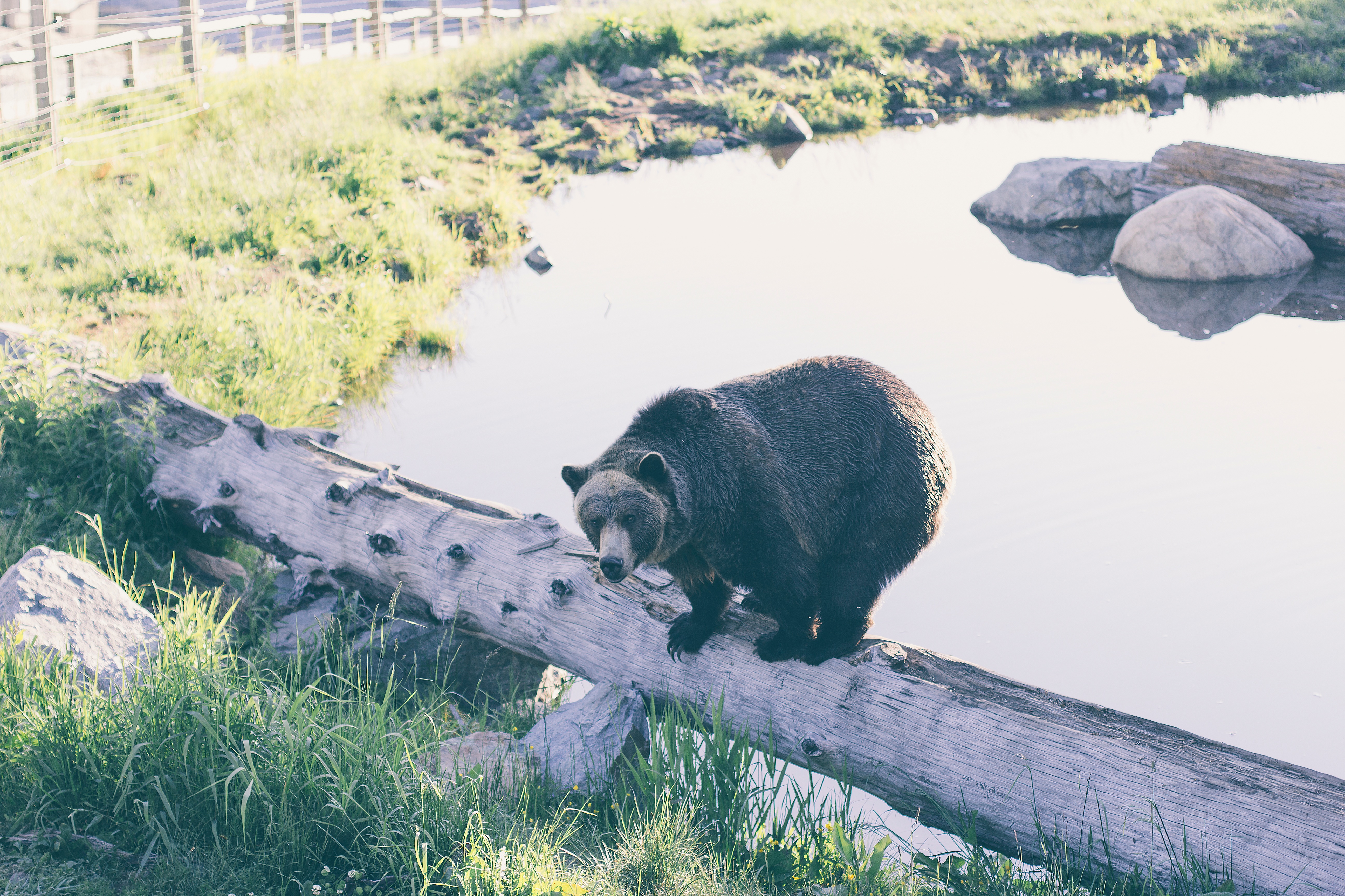 Bear stone. Медведь на бревне. Медвежонок на бревне. Медведь в прыжке. Медведь сломавший забор на границе.