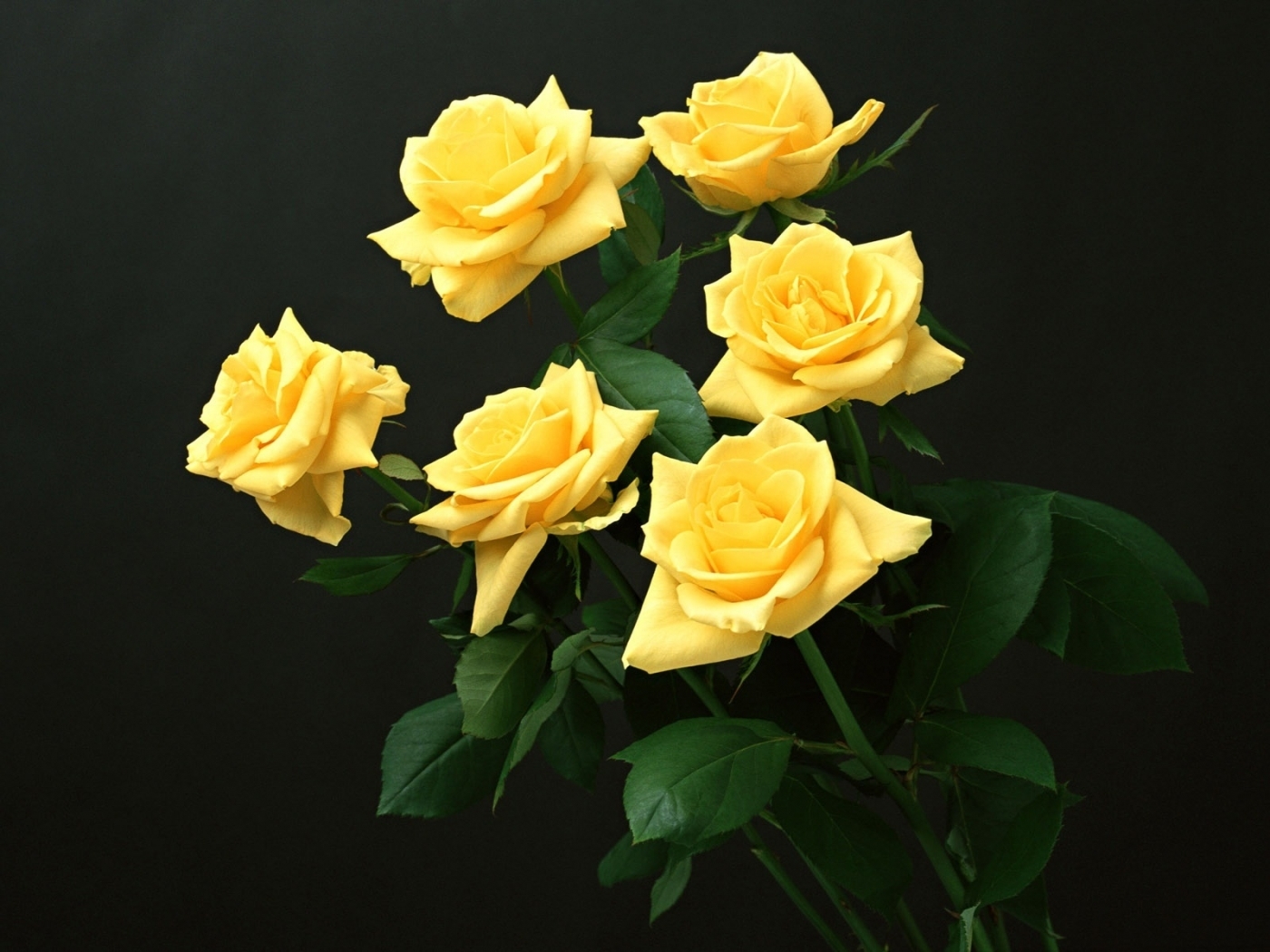 Téléchargez des papiers peints mobile Roses, Animaux, Fleurs gratuitement.