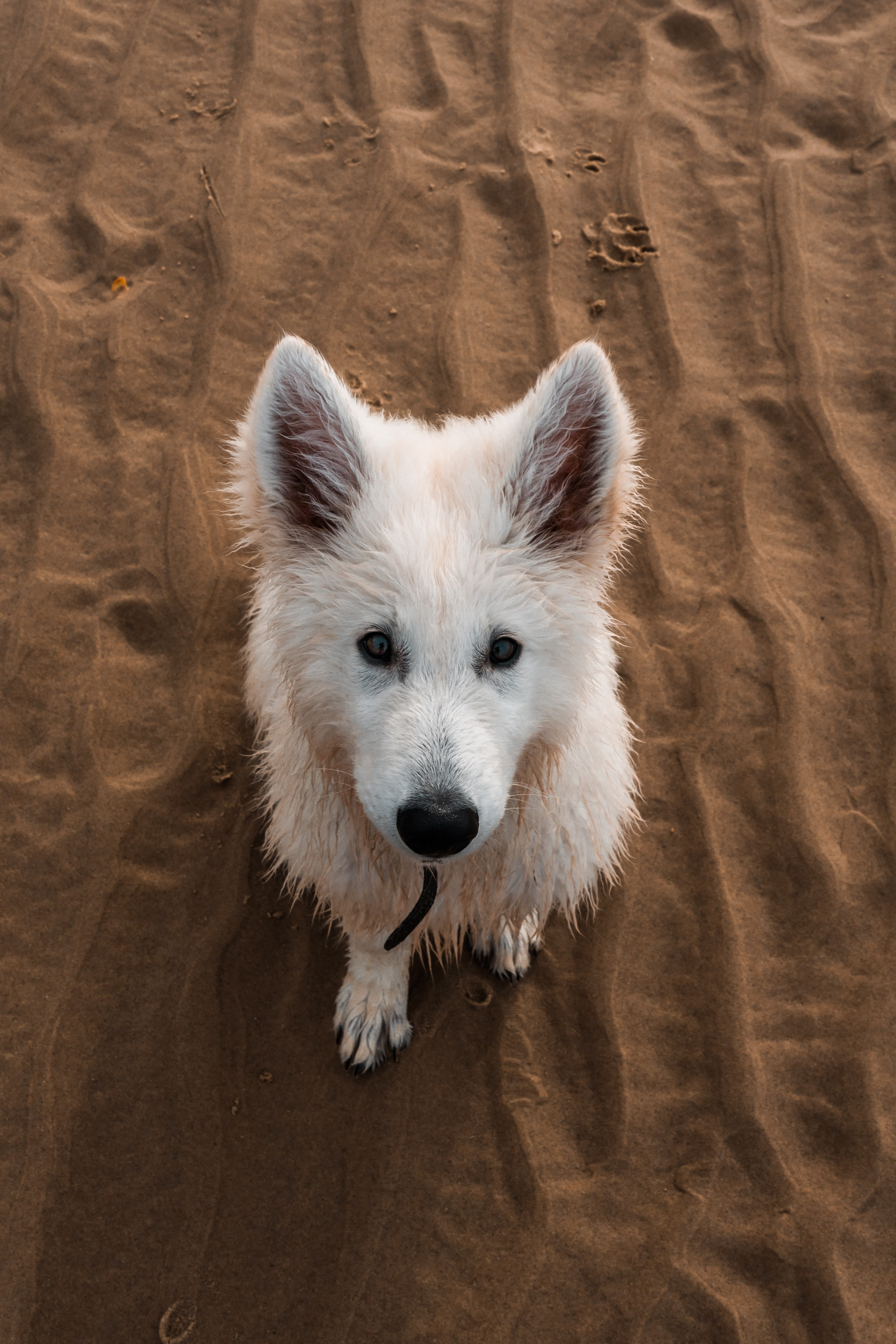 74535 скачать обои собака, животные, песок, милый, белая - заставки и картинки бесплатно