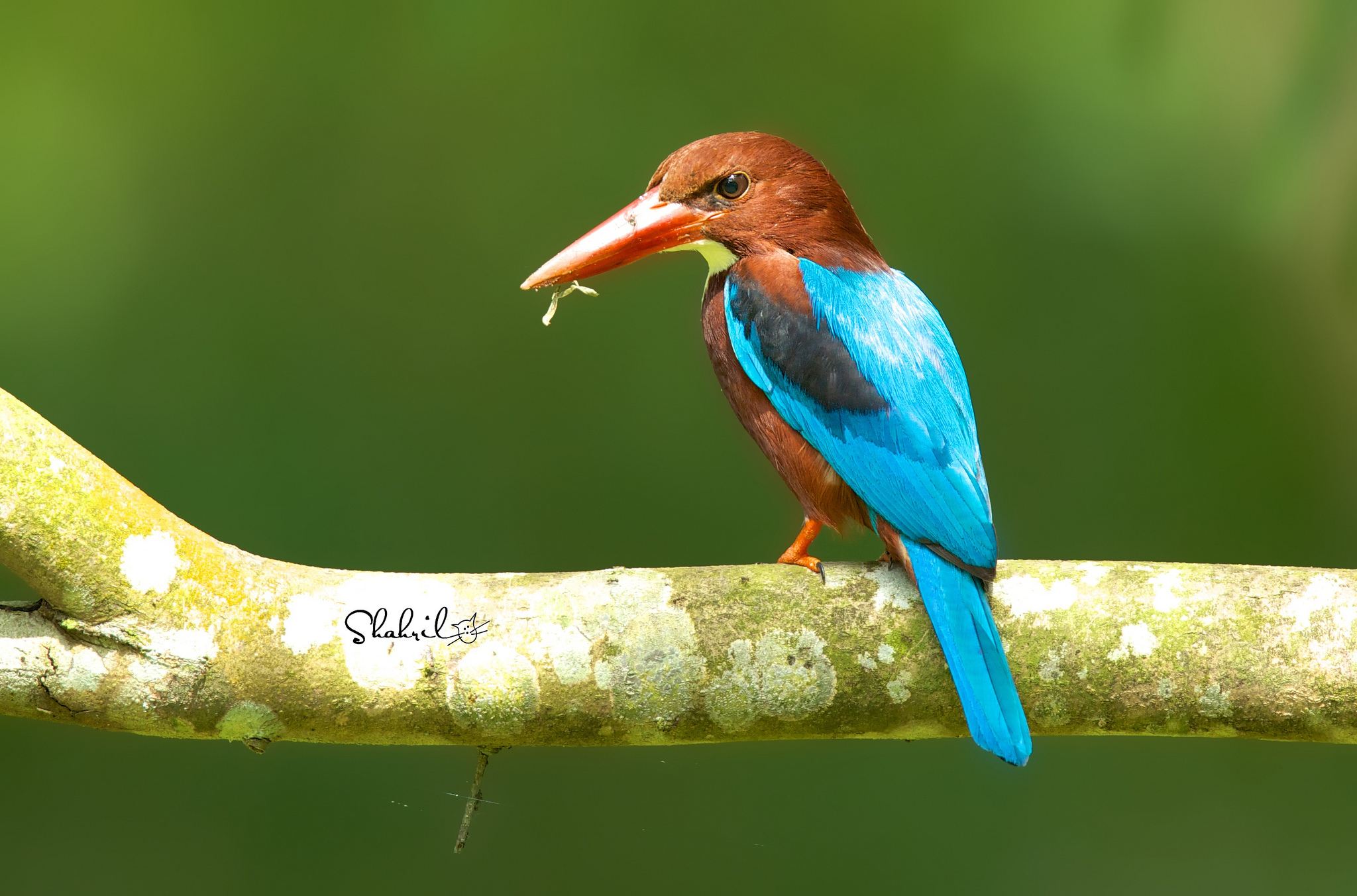 animal, kingfisher, birds Desktop Wallpaper