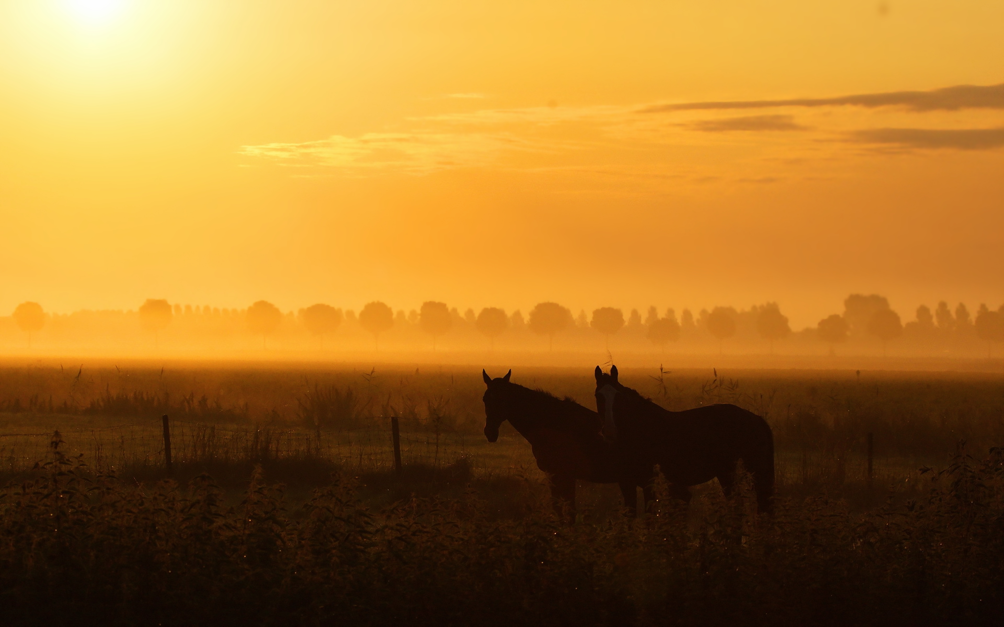 countryside, farm, animal, horse, landscape, nature, sky, sunrise HD wallpaper