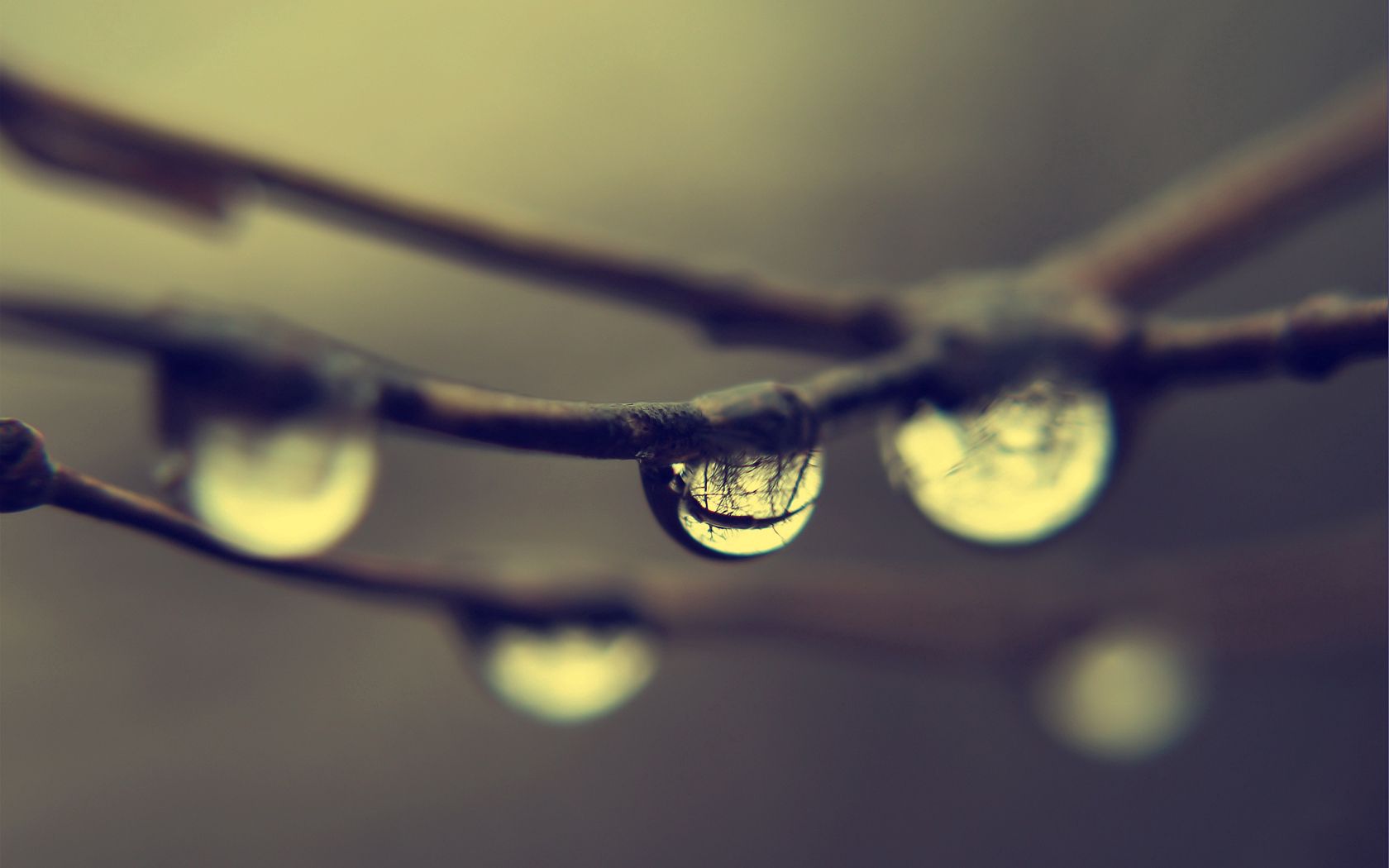 Download mobile wallpaper Reflection, Branches, Macro, Dew, Drops for free.