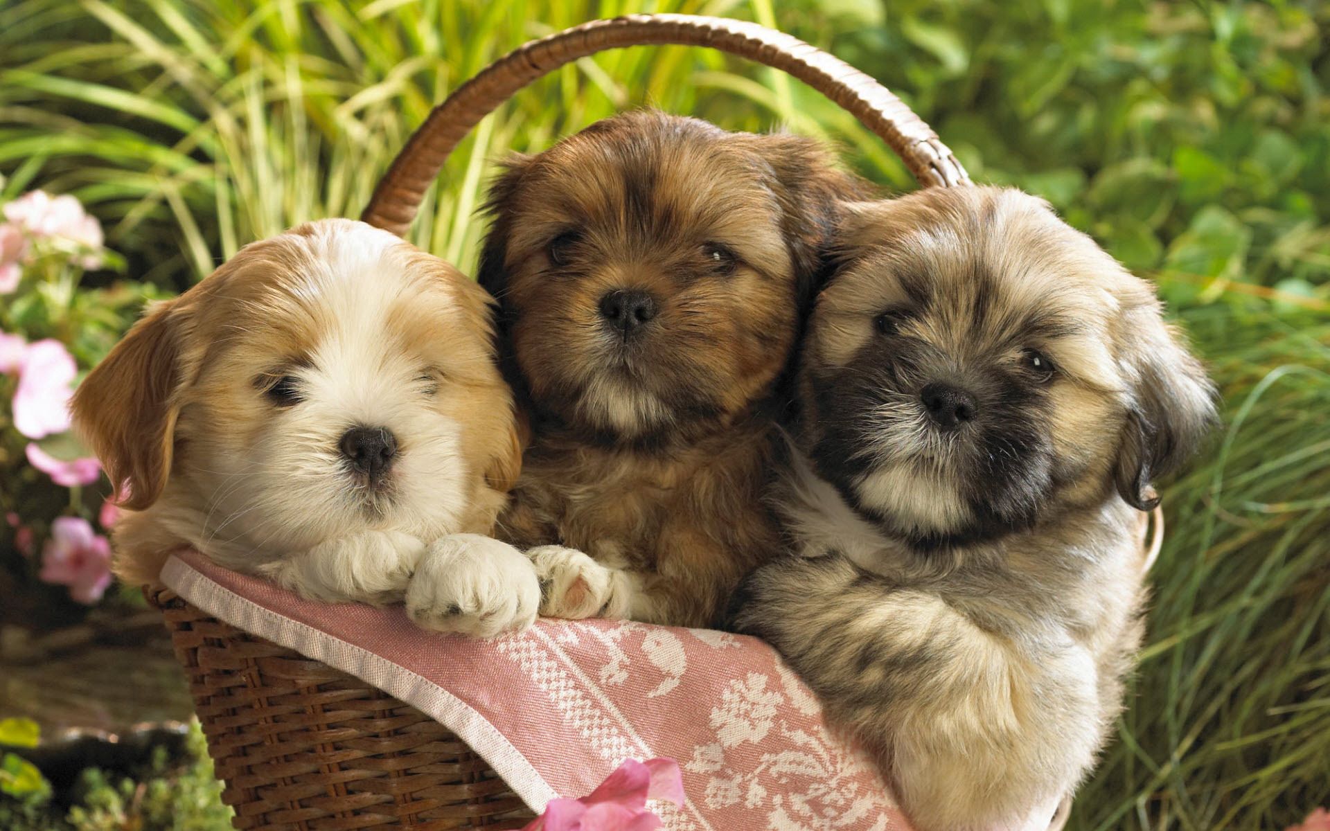 basket, animals, grass, sit, three, puppies HD wallpaper