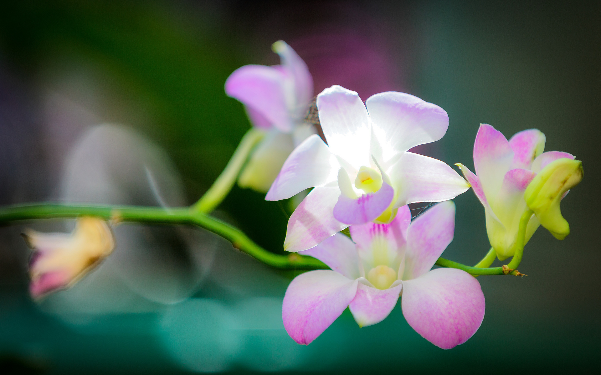 Орхидея Викторио