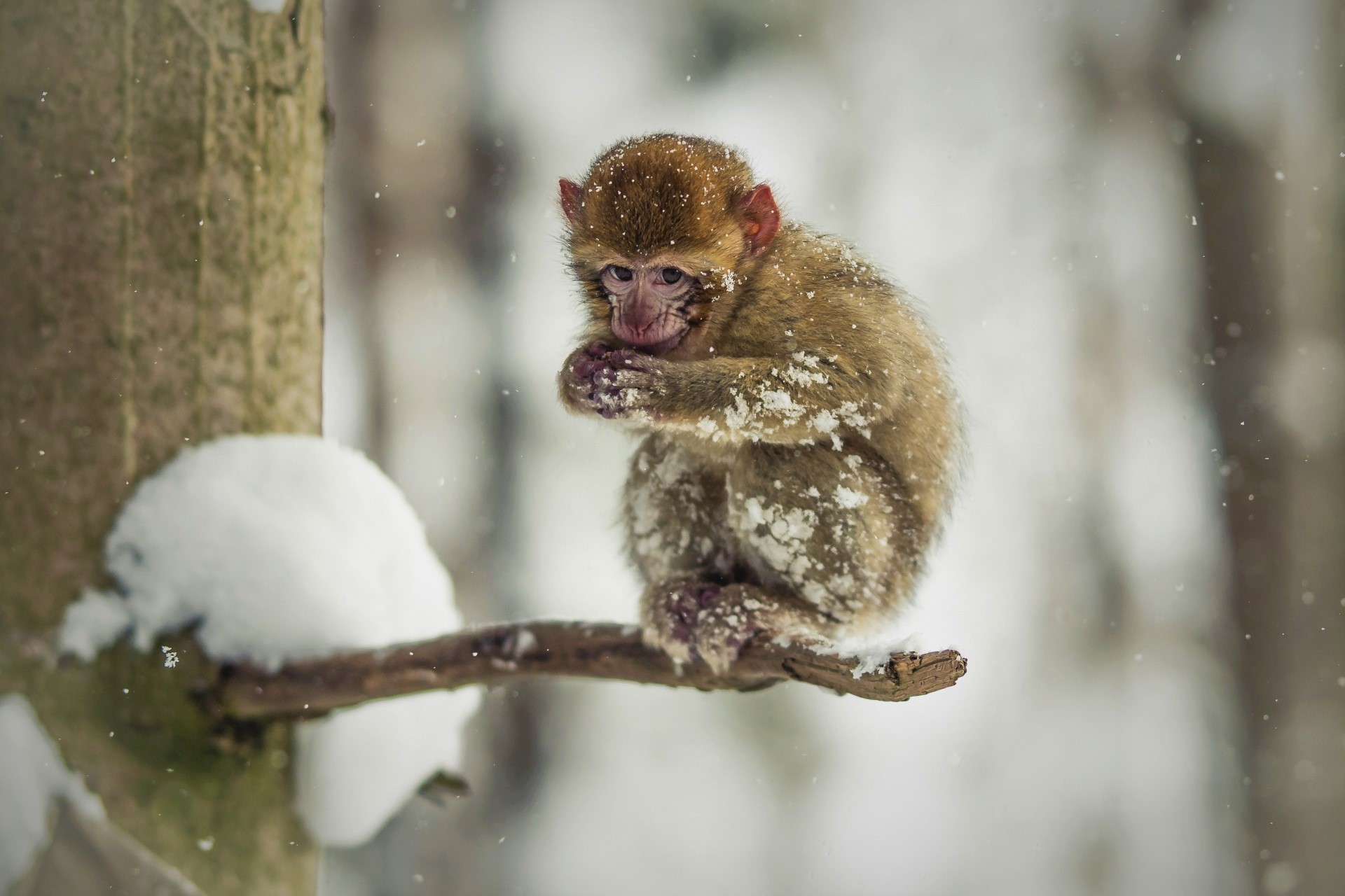 animal, japanese macaque, baby animal, cute, macaque, snow, monkeys Full HD