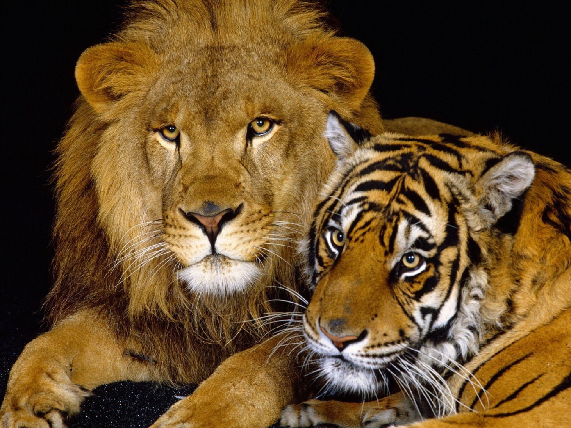 Тигриный Лев