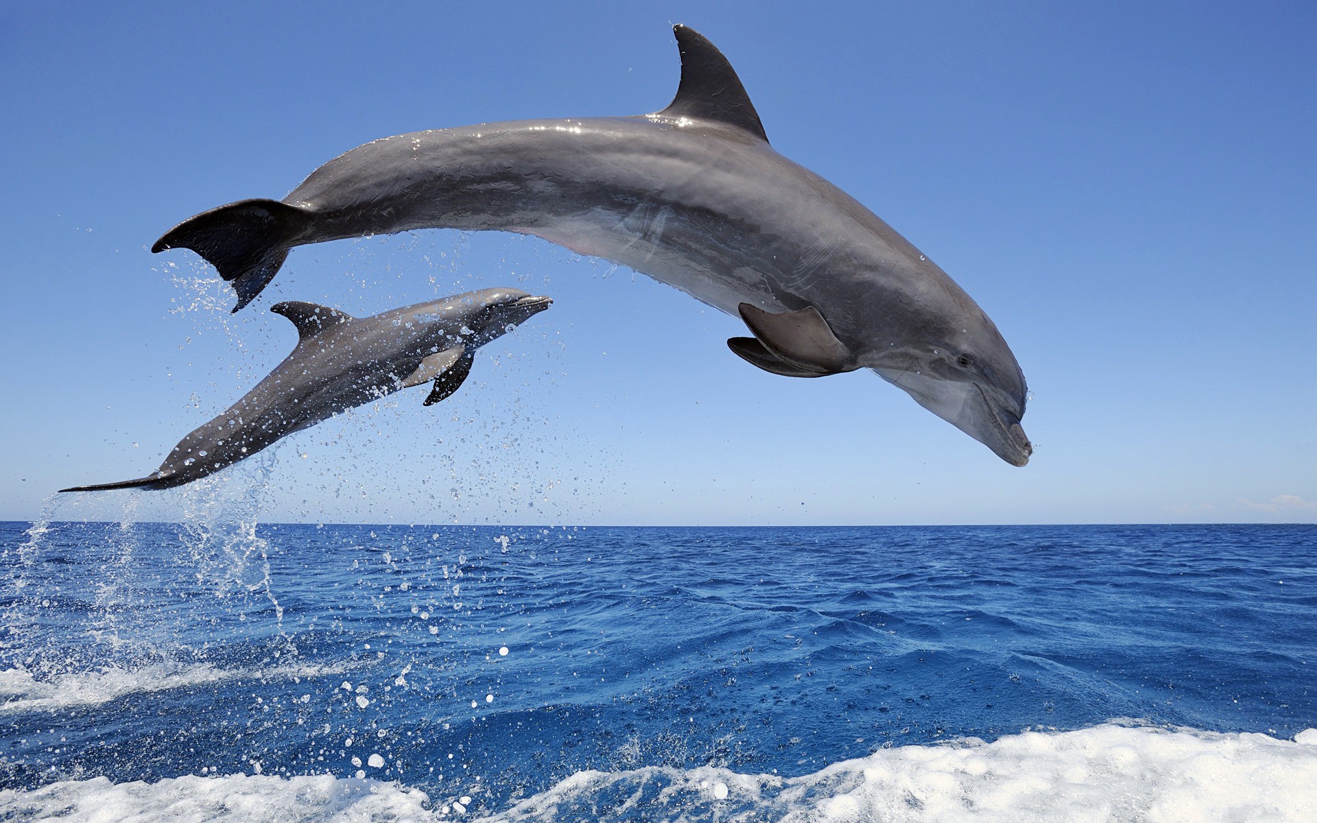 37292 baixar papel de parede animais, golfinhos, azul - protetores de tela e imagens gratuitamente