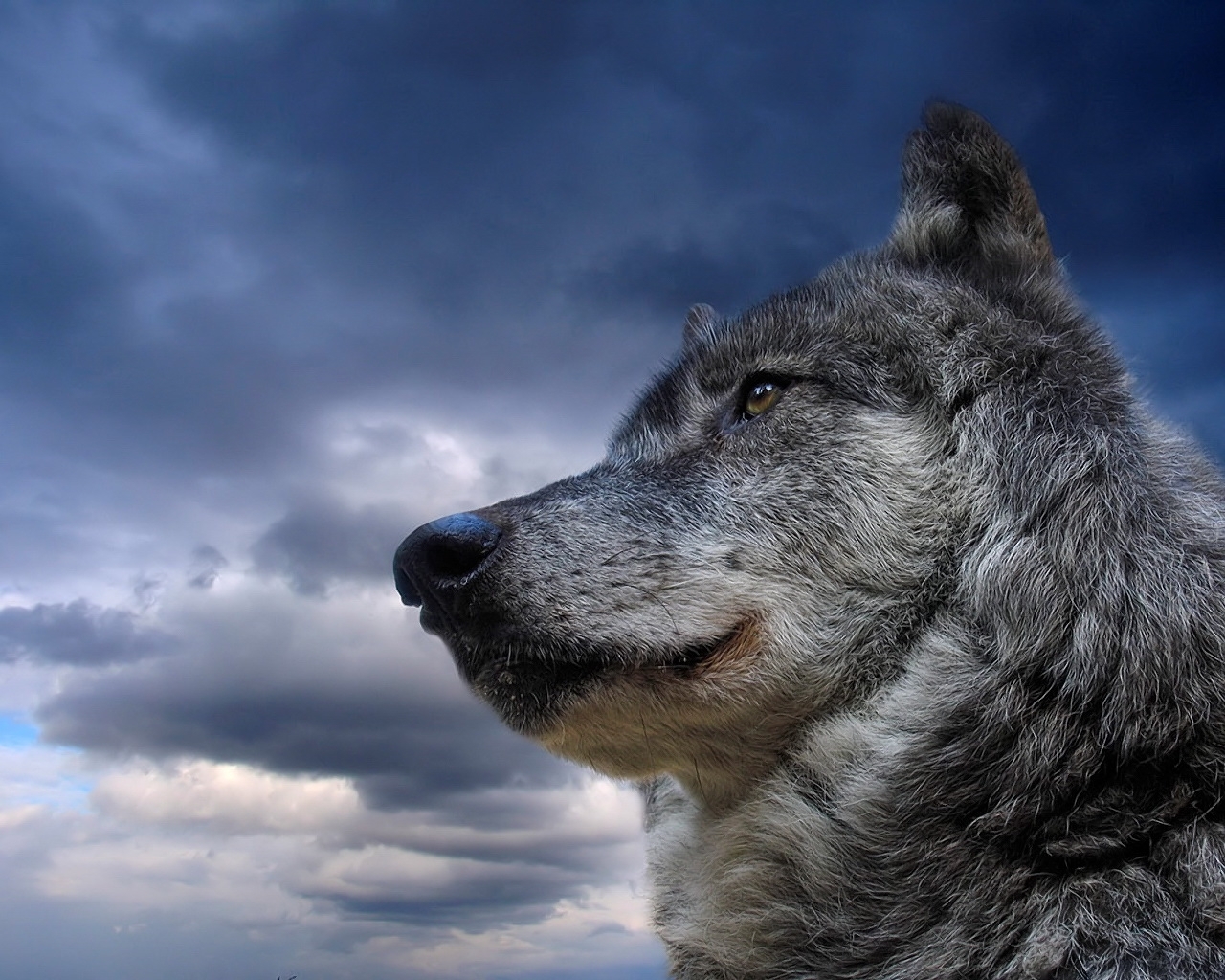 animals, wolfs, sky, blue 5K