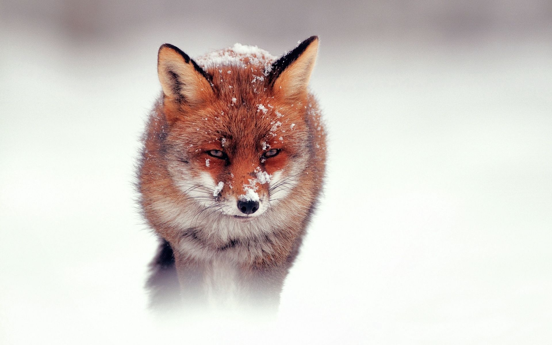 animals, fox, stroll, snow, hunting, hunt, wind 4K