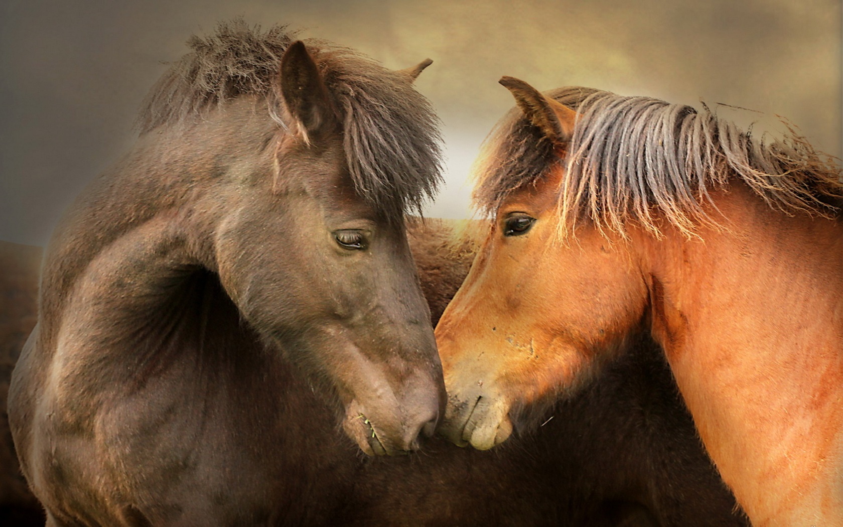 41972 завантажити картинку тварини, коні, помаранчевий - шпалери і заставки безкоштовно