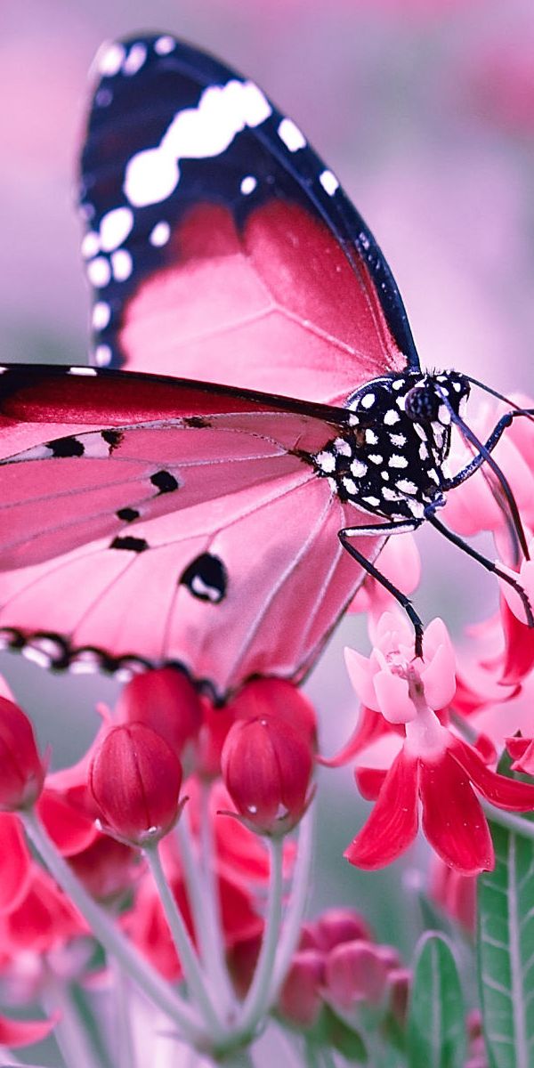 Красивые бабочки на цветах. Бабочки. Яркие бабочки. Красивые бабочки. Розовые бабочки.