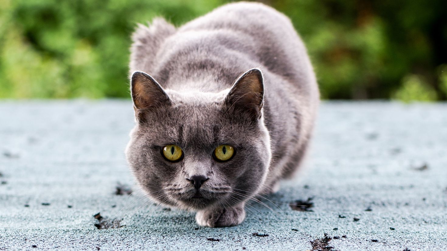 Кошки чрезвычайно терпеливы. Кошки. Кот. Серый котик. Красивые кошки.