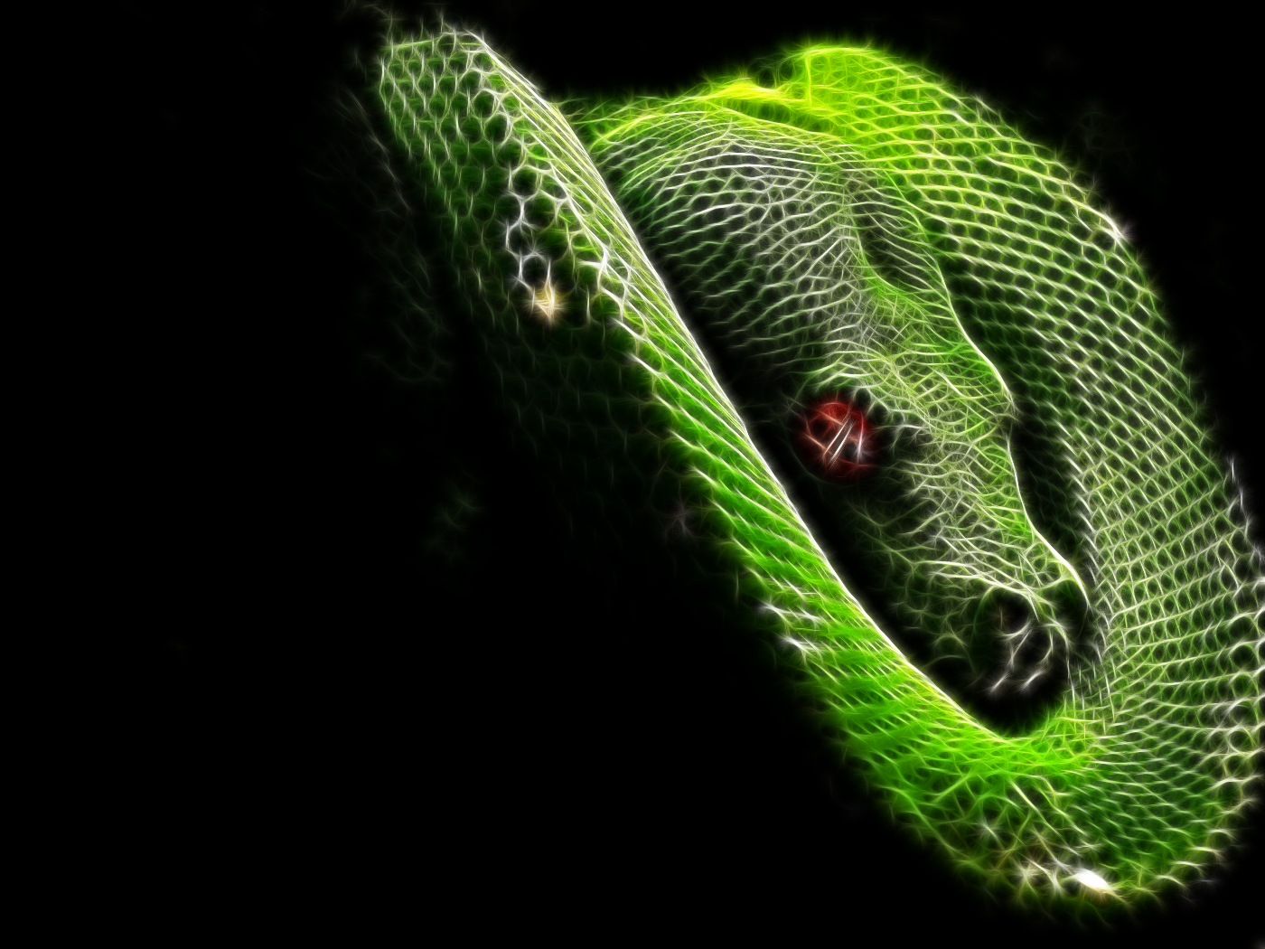 animal, python, snake, reptiles Free Background