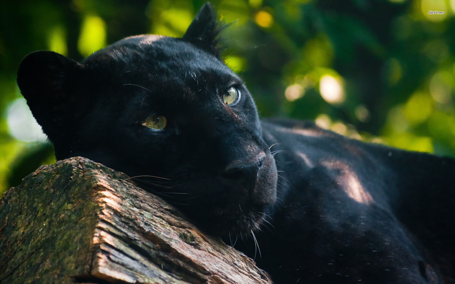 panther, animal, black panther, cats