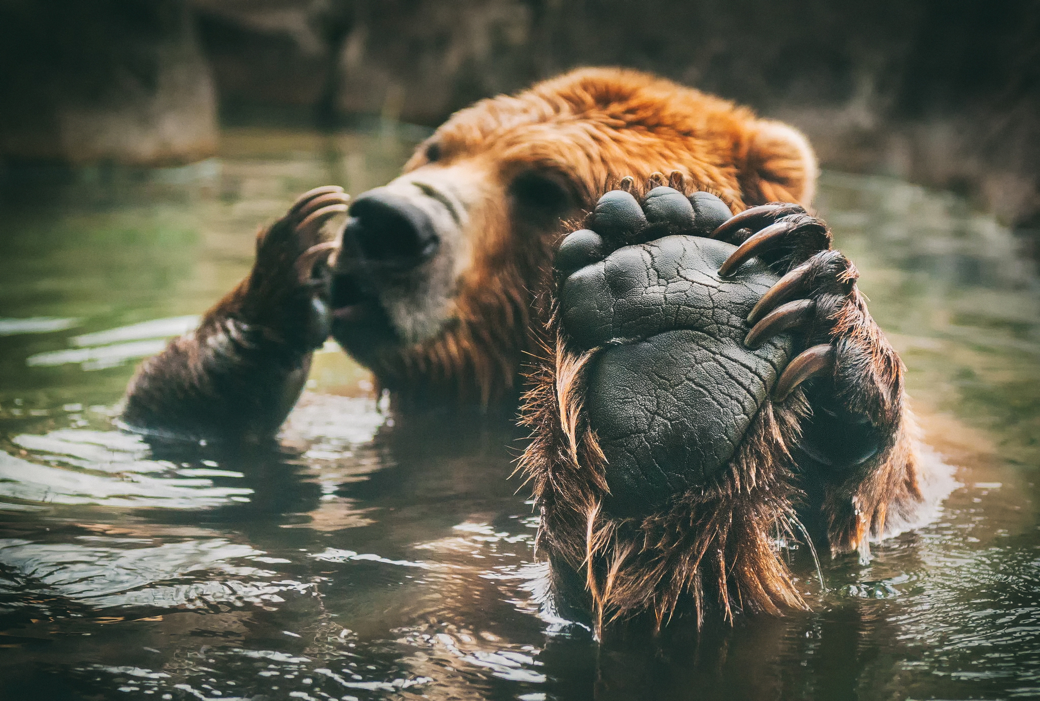 Бурый медведь в воде