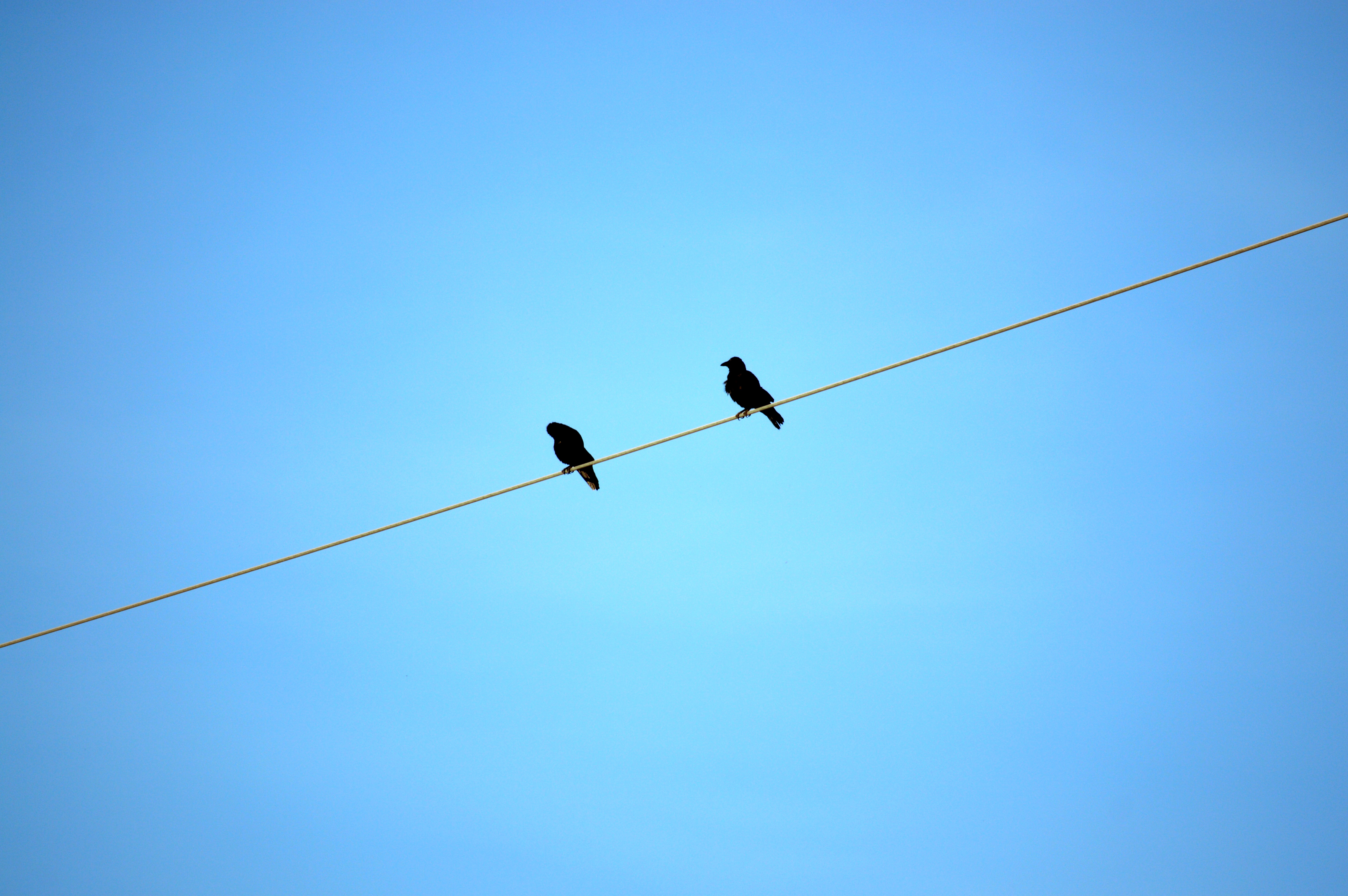 minimalism, birds, sky, crows, sit, blue background, wire