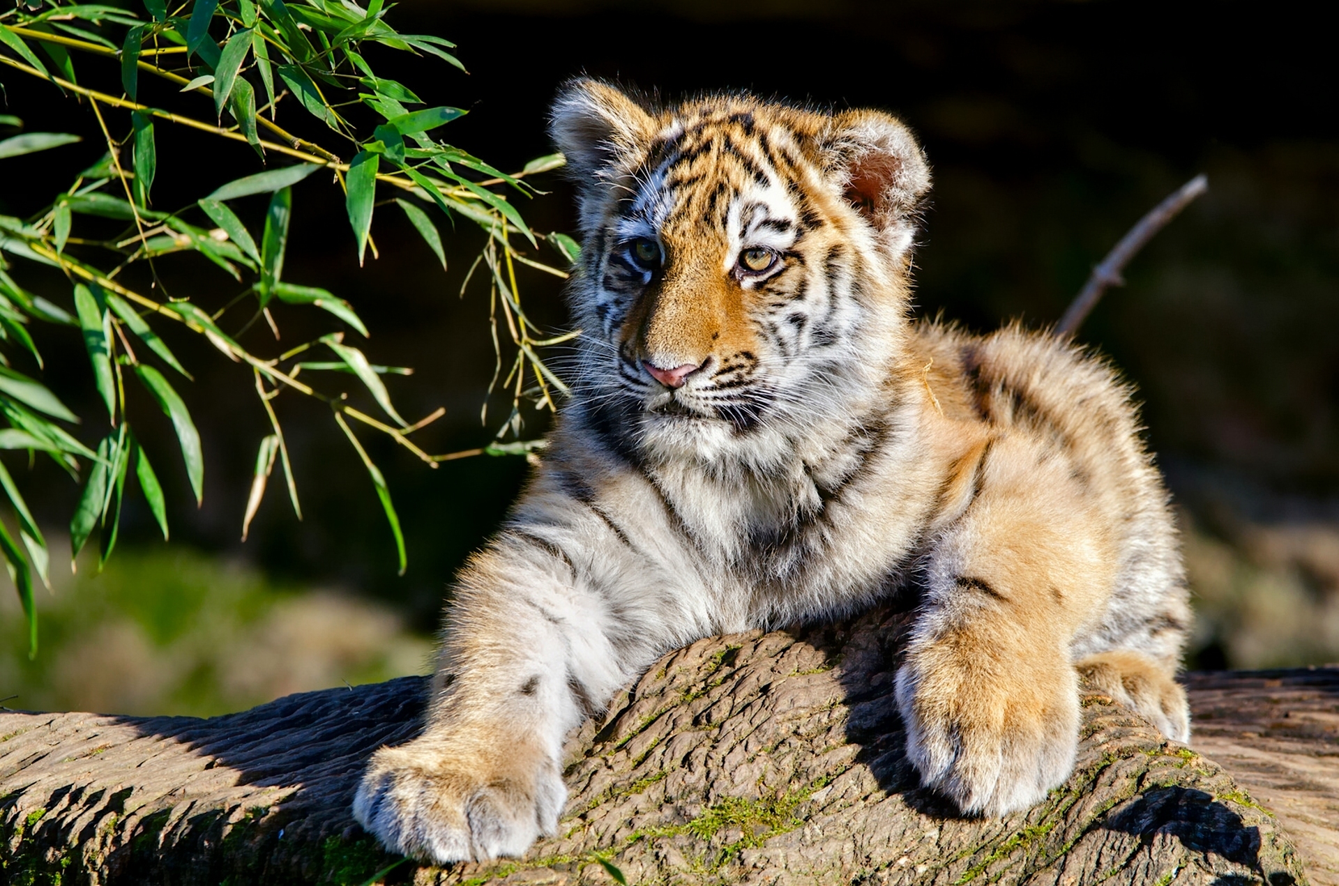 animal, tiger, amur tiger, baby animal, cub, cats 8K