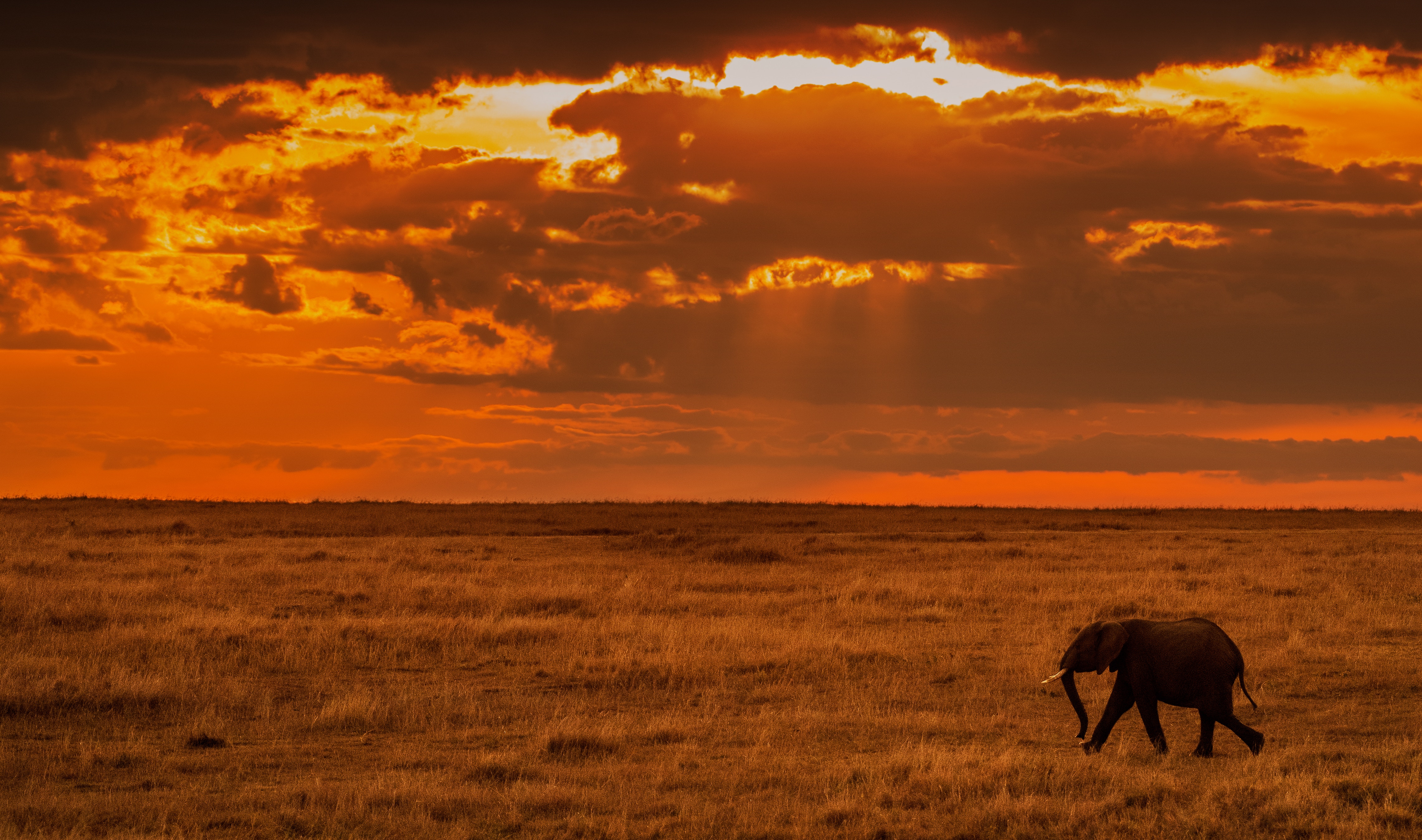 savanna, africa, animals, nature, sunset, elephant