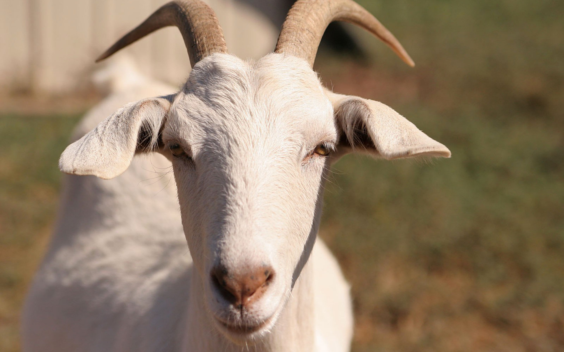 Download background animal, goat