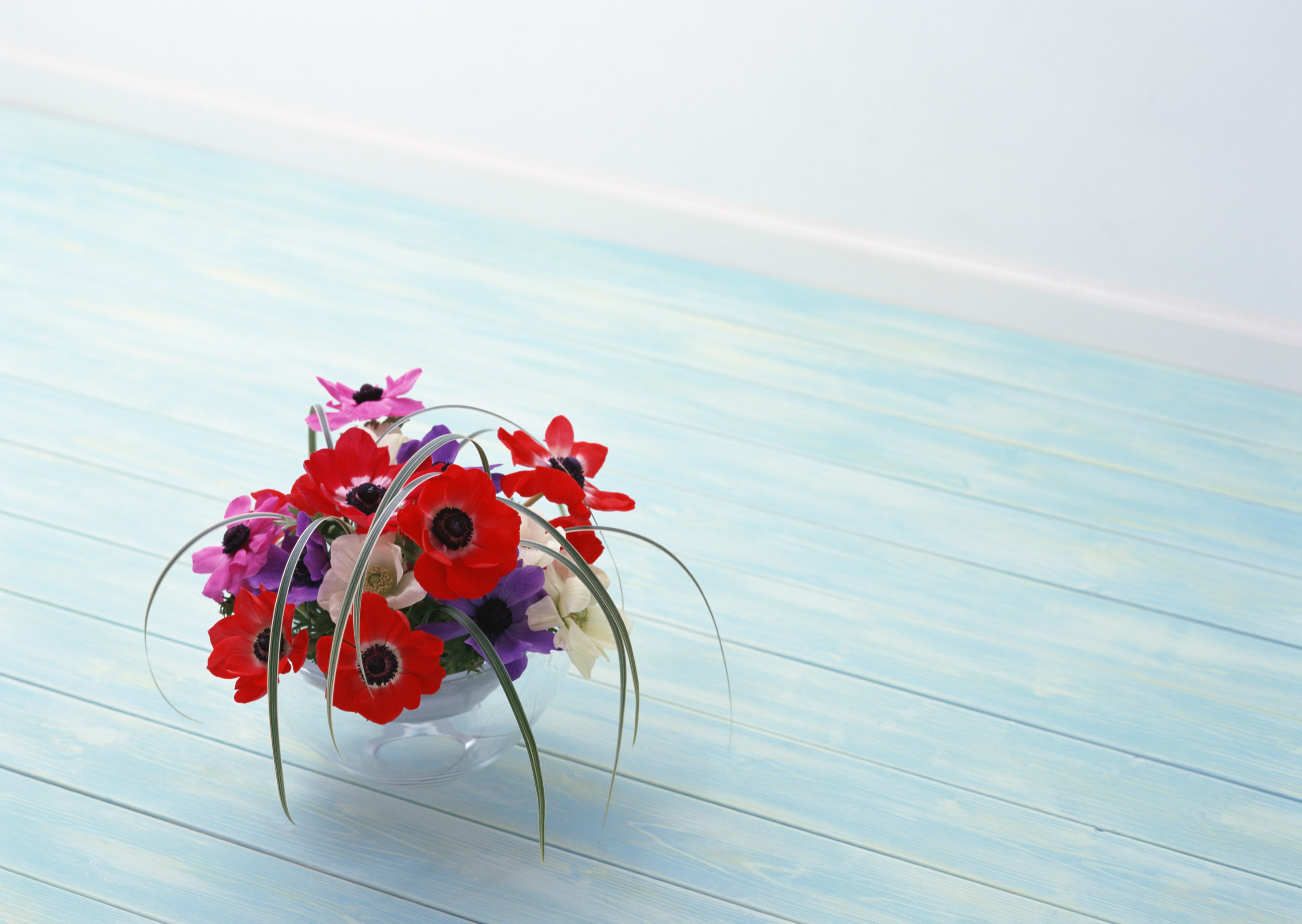 Laden Sie das Blumen, Still Leben, Pflanzen-Bild kostenlos auf Ihren PC-Desktop herunter
