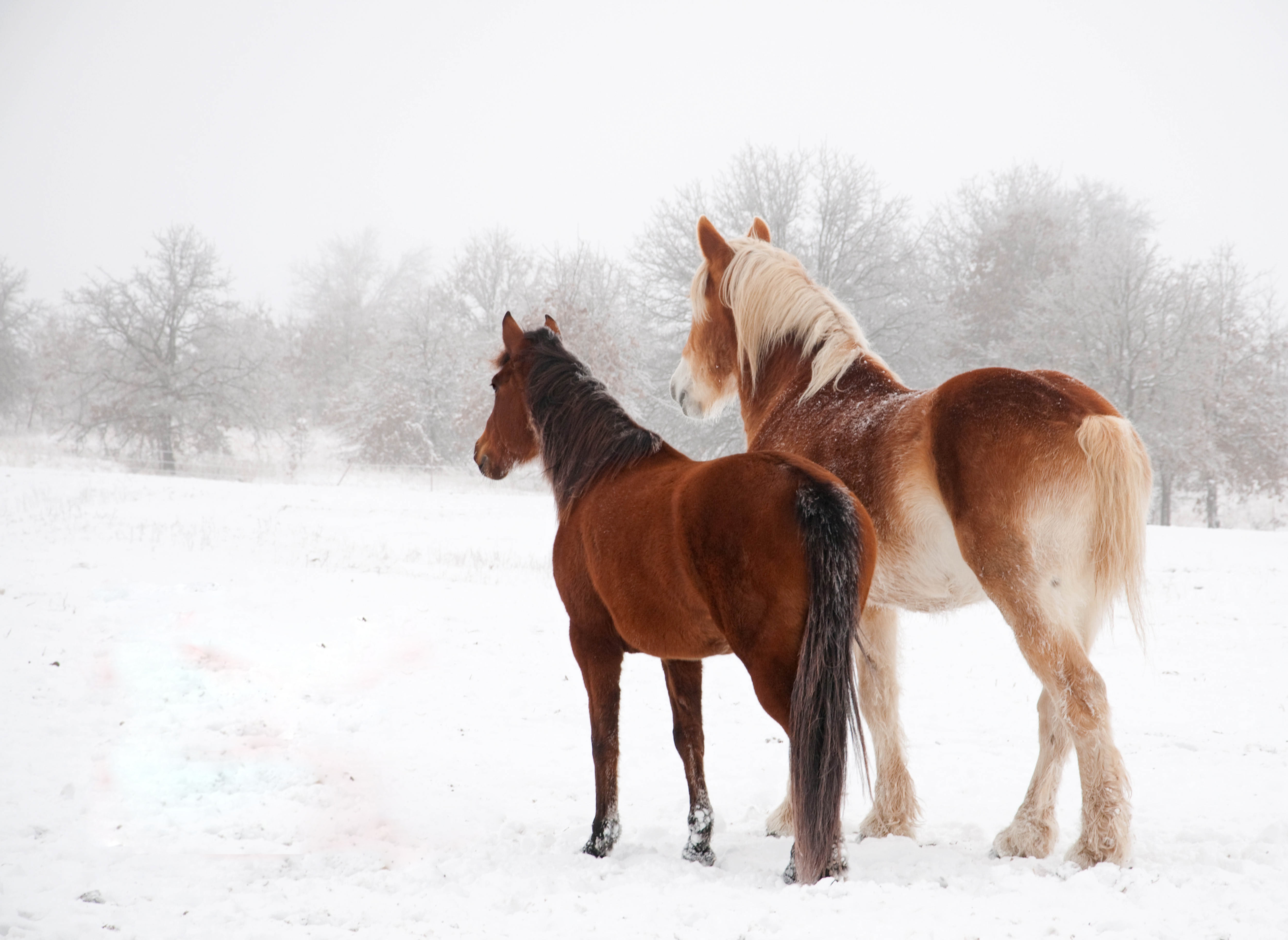 137264 Hintergrundbild herunterladen pferde, tiere, winter, schnee, paar - Bildschirmschoner und Bilder kostenlos