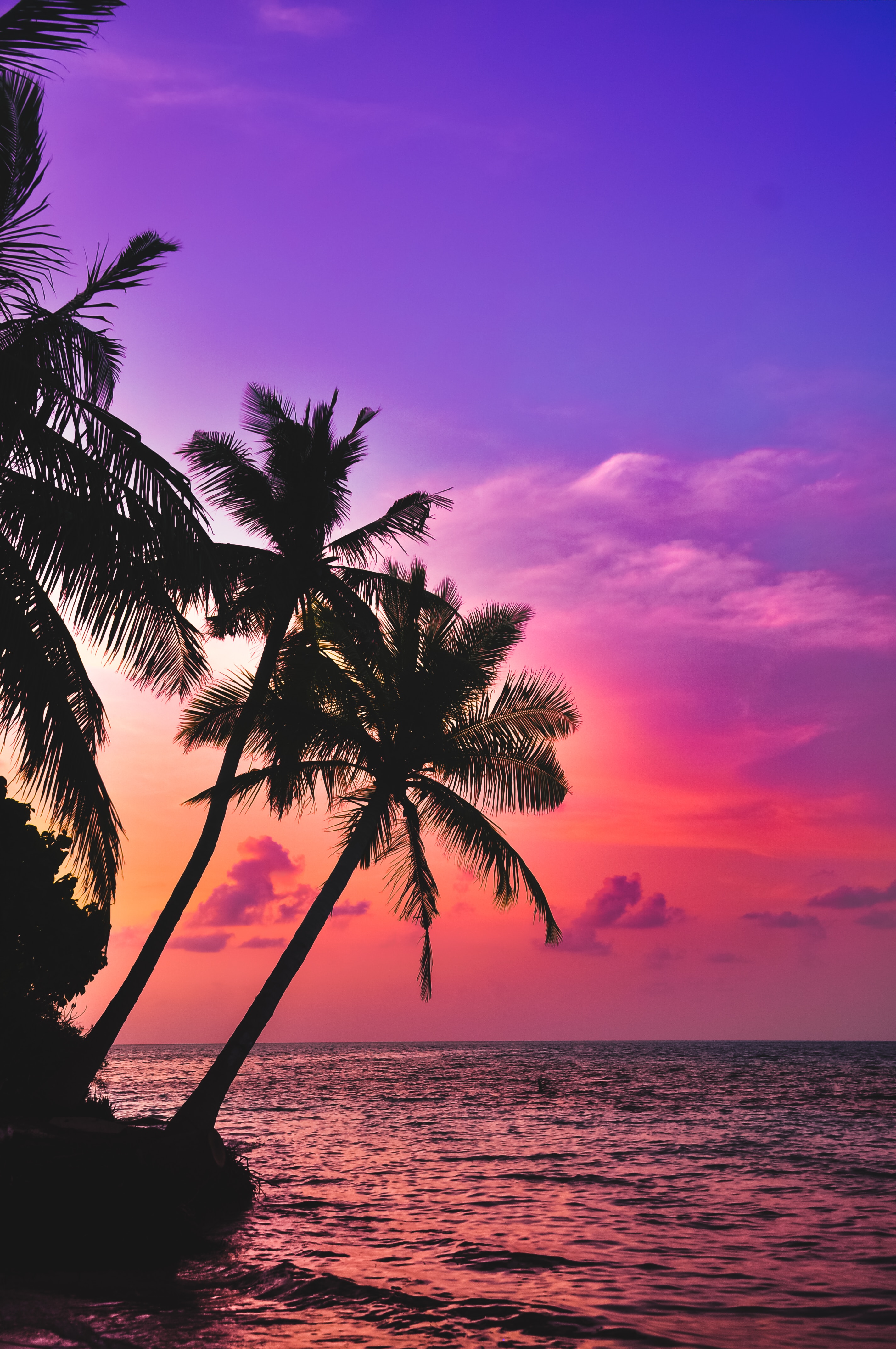 64146 Hintergrundbild herunterladen palms, natur, sunset, sea, dunkel, dämmerung, twilight, tropen - Bildschirmschoner und Bilder kostenlos