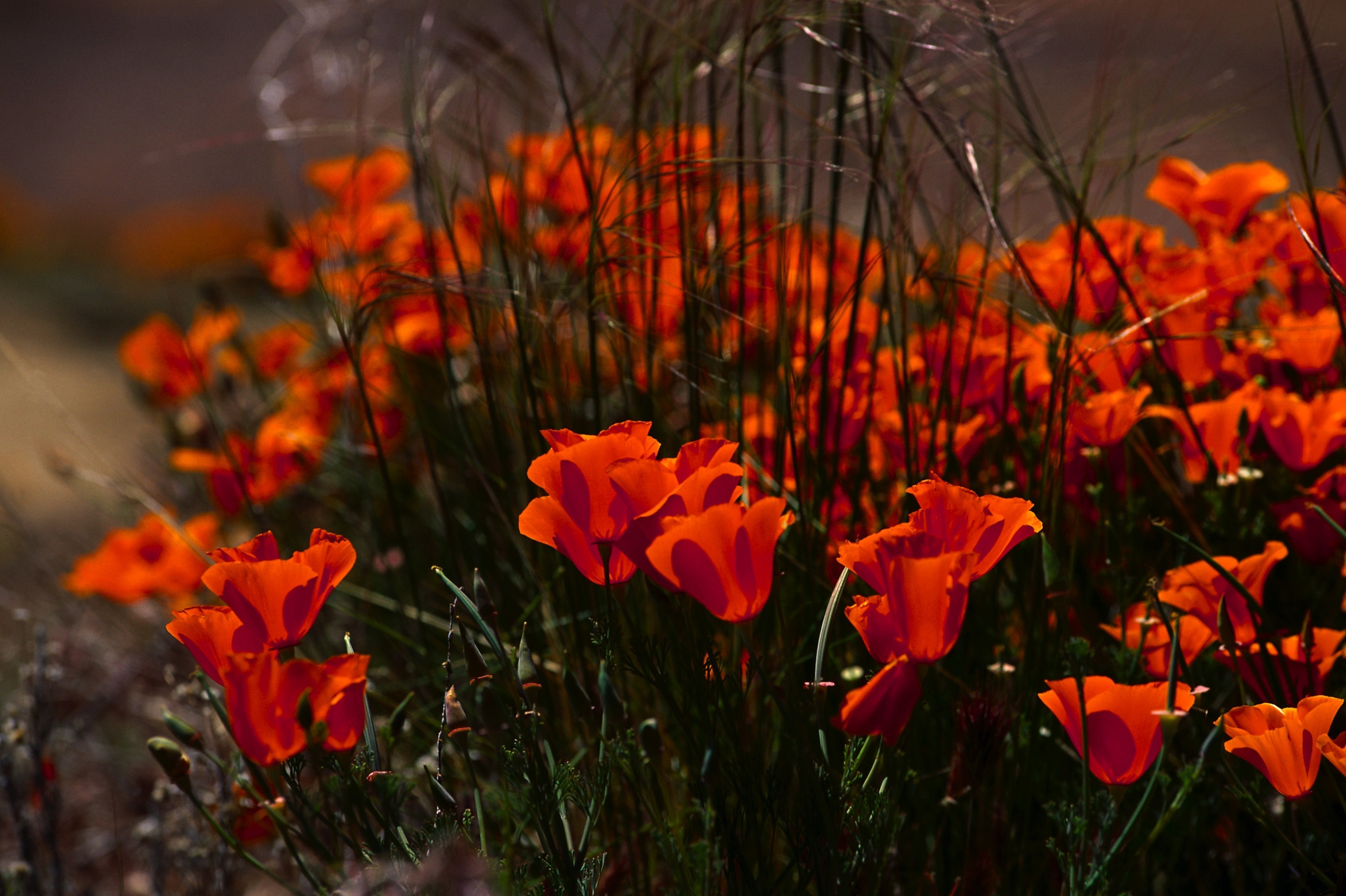 Download PC Wallpaper poppies, nature, flowers, grass, field