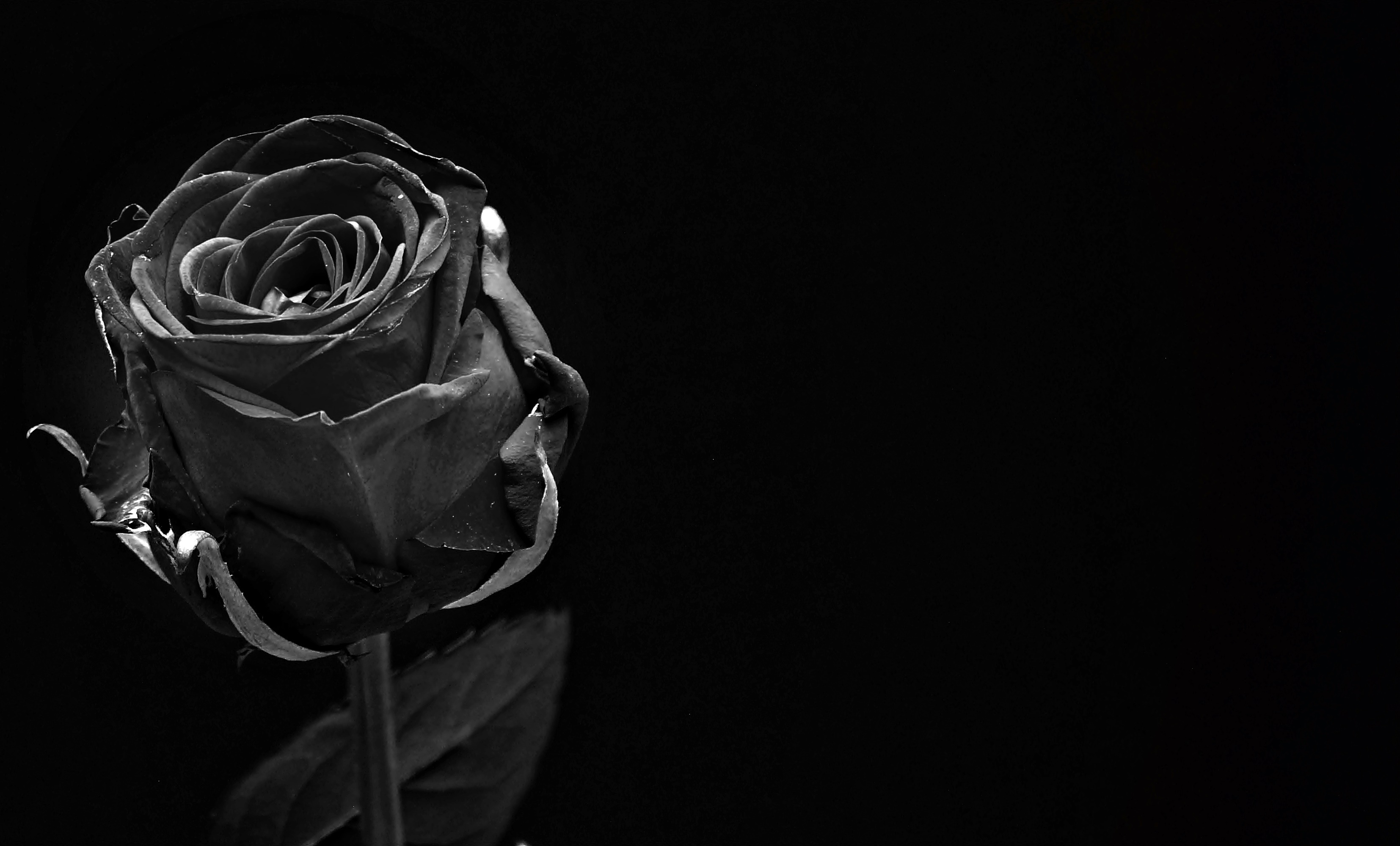 149232 скачать картинку черный, роза, бутон, темный, цветы, чб - обои и заставки бесплатно