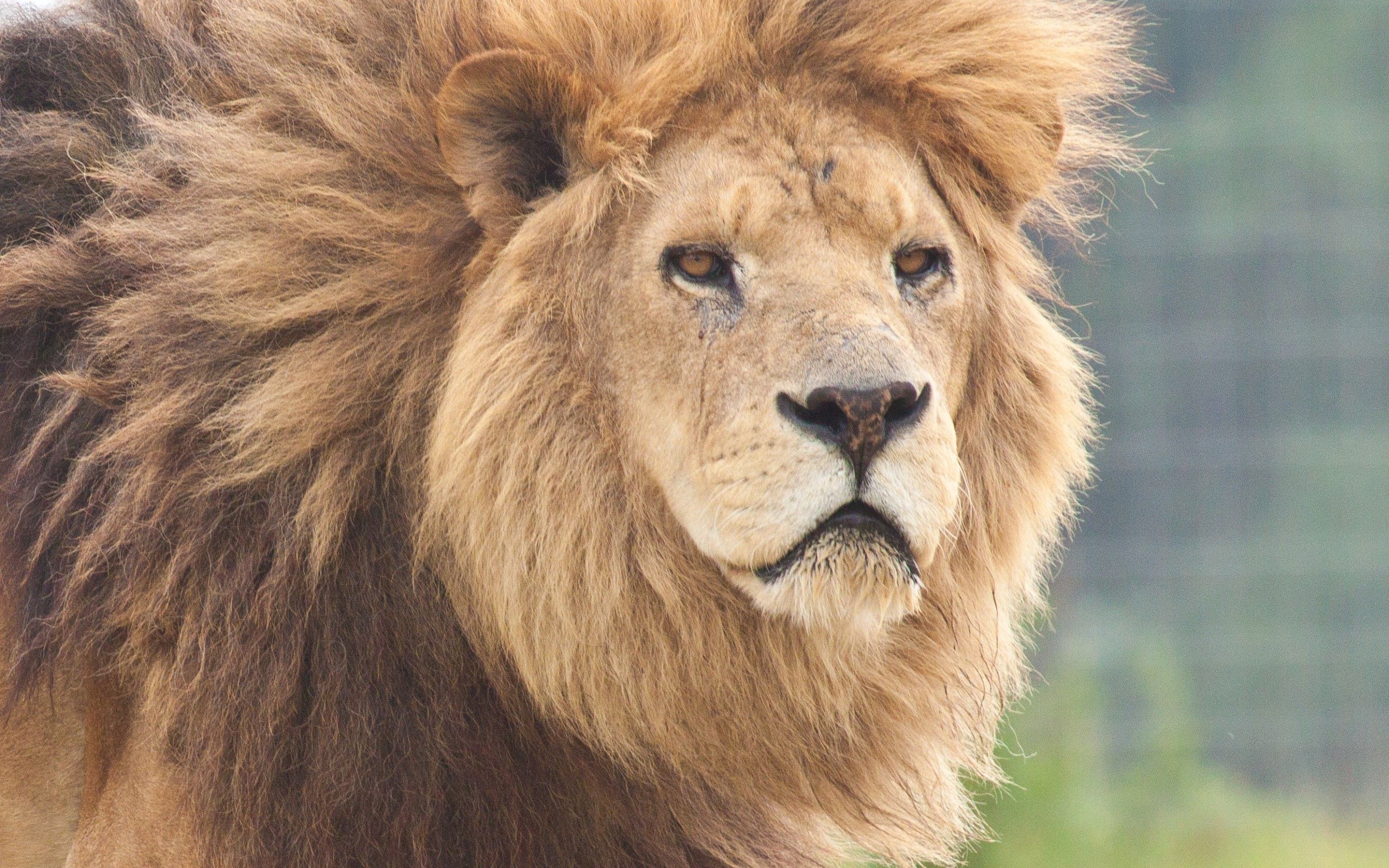 Download mobile wallpaper Muzzle, Predator, Animals, Lion for free.