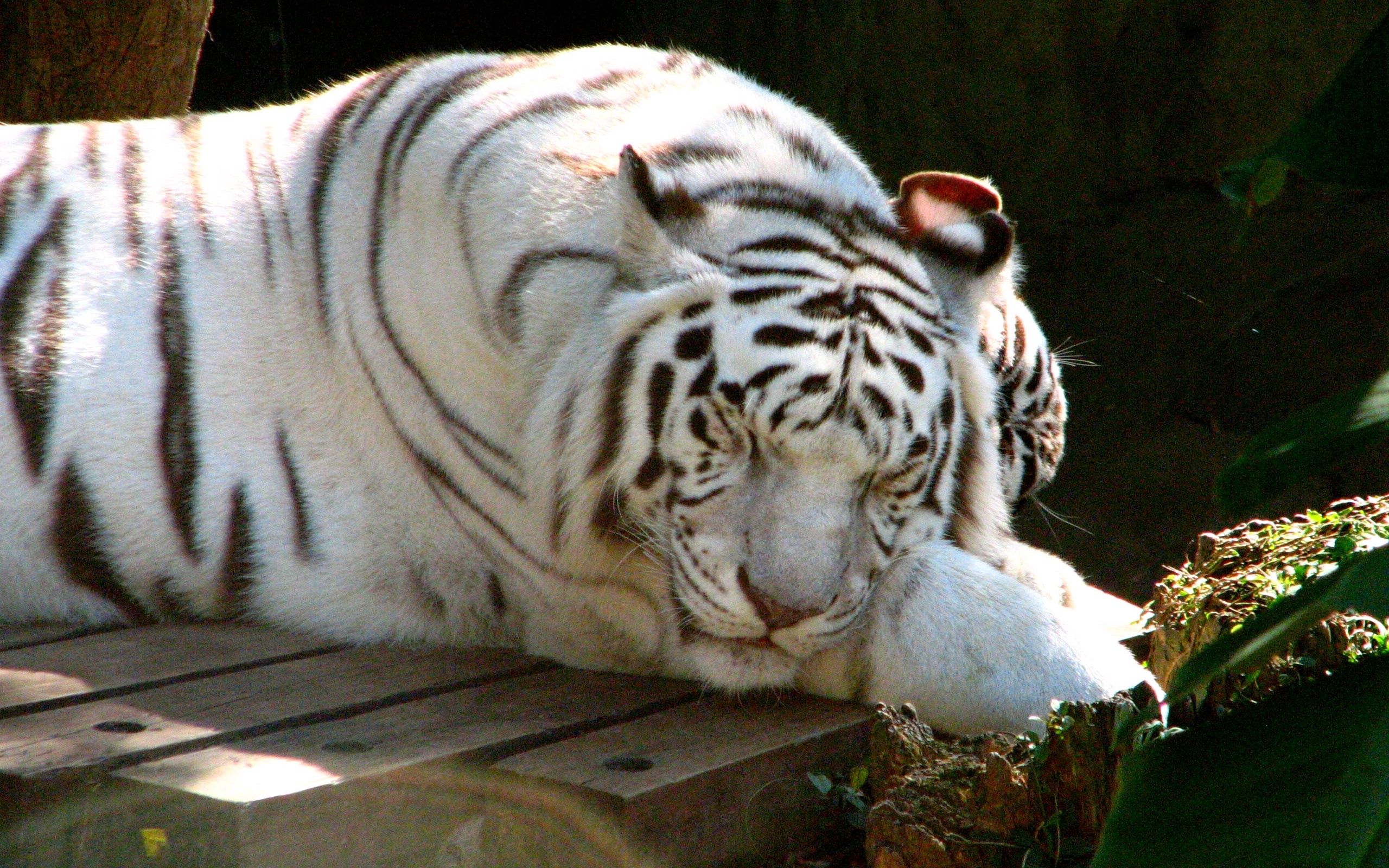 animals, to lie down, lie, tiger, sleep, dream, albino wallpapers for tablet