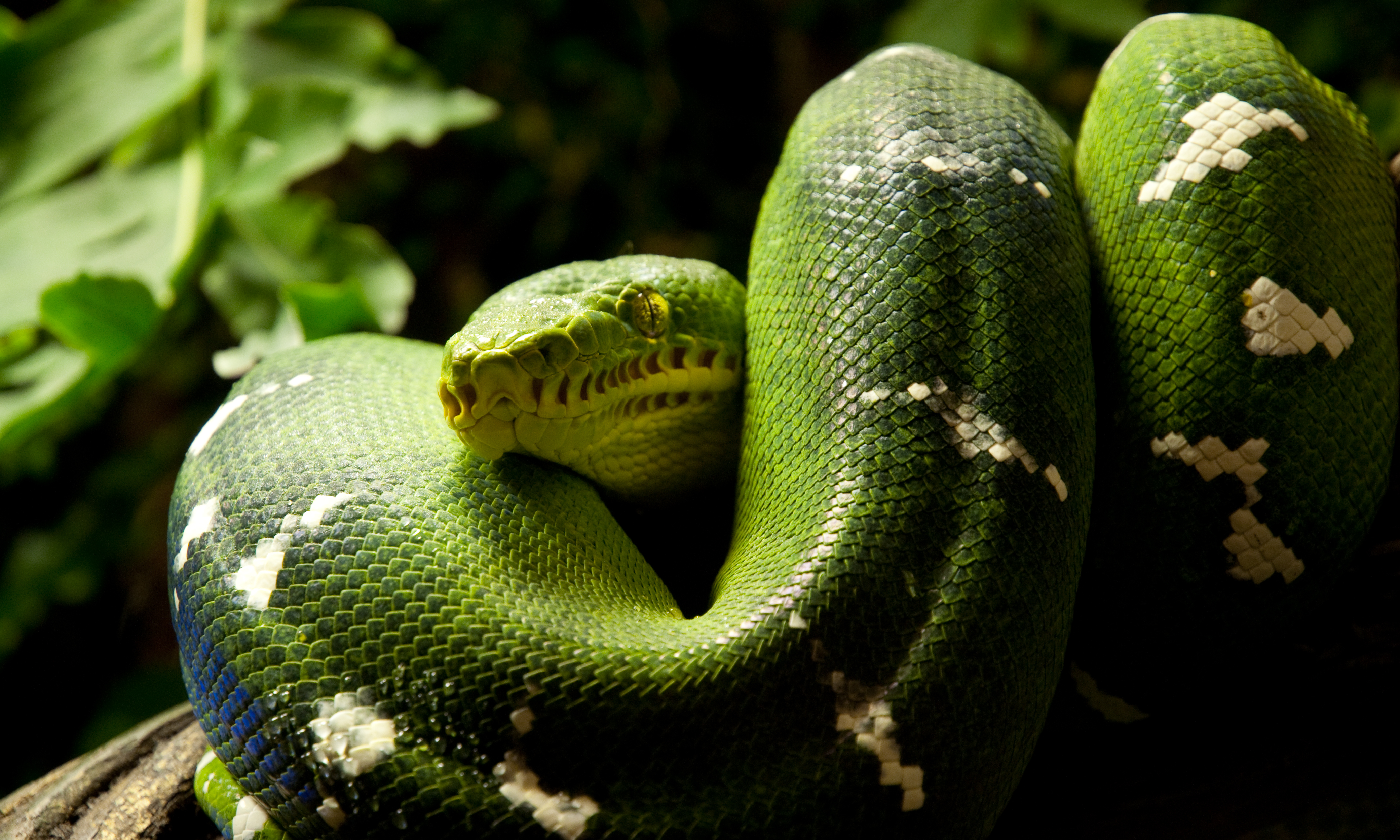Змея питон зеленый