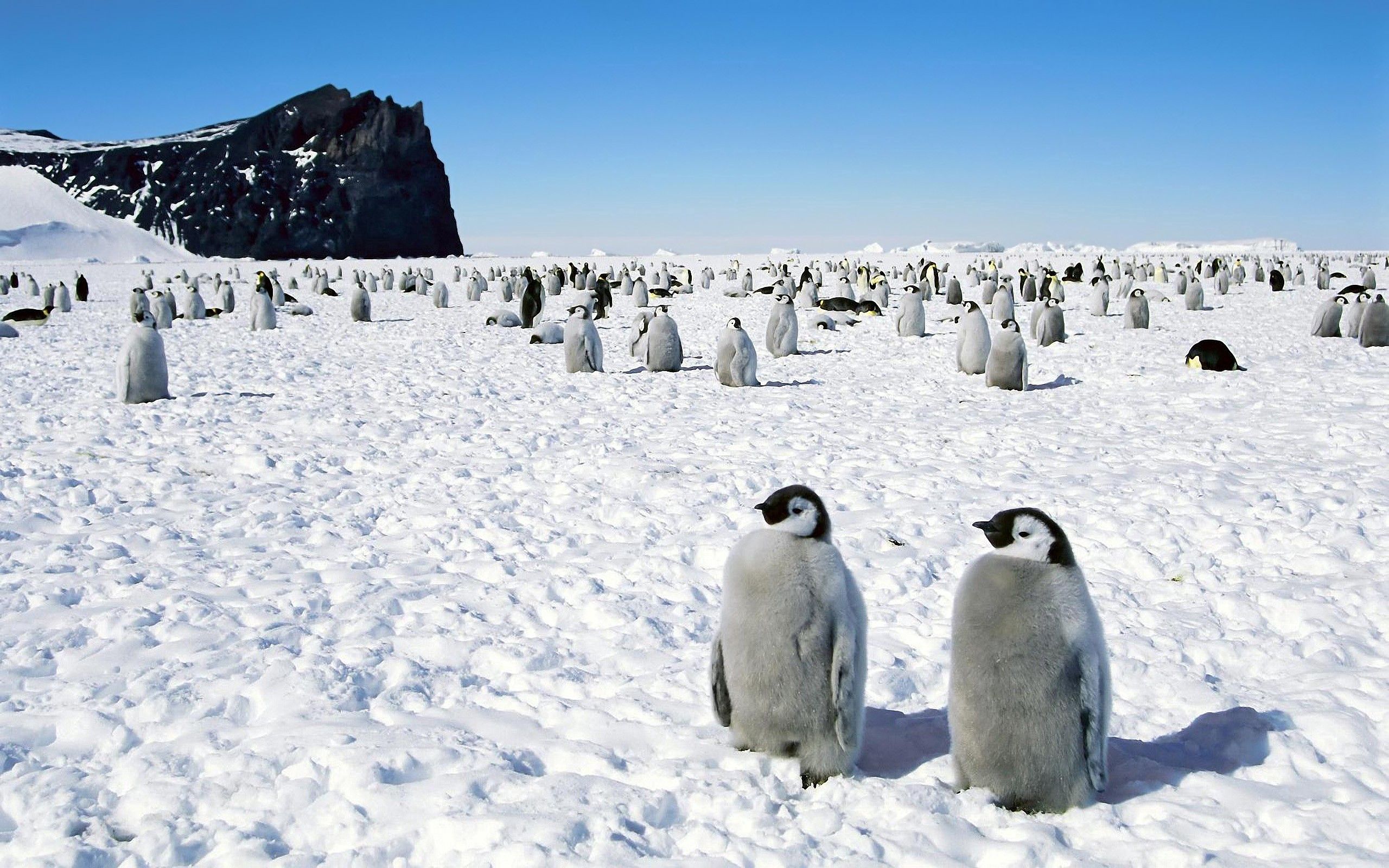 70603 descargar fondo de pantalla antártida, pingüinos, animales, birds, paseo: protectores de pantalla e imágenes gratis