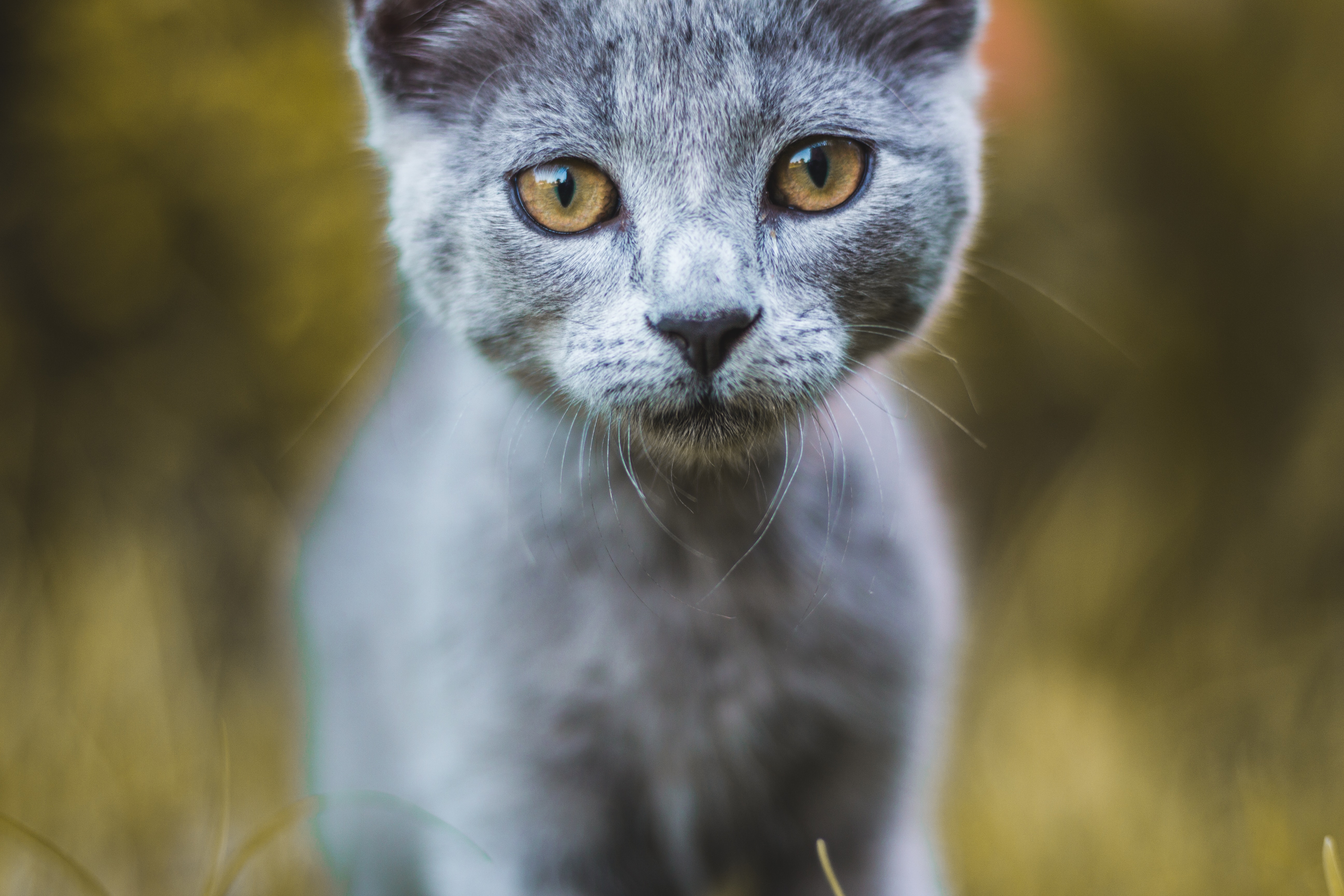 Free download wallpaper Pet, Grey, Sight, Opinion, Animals, Cat on your PC desktop