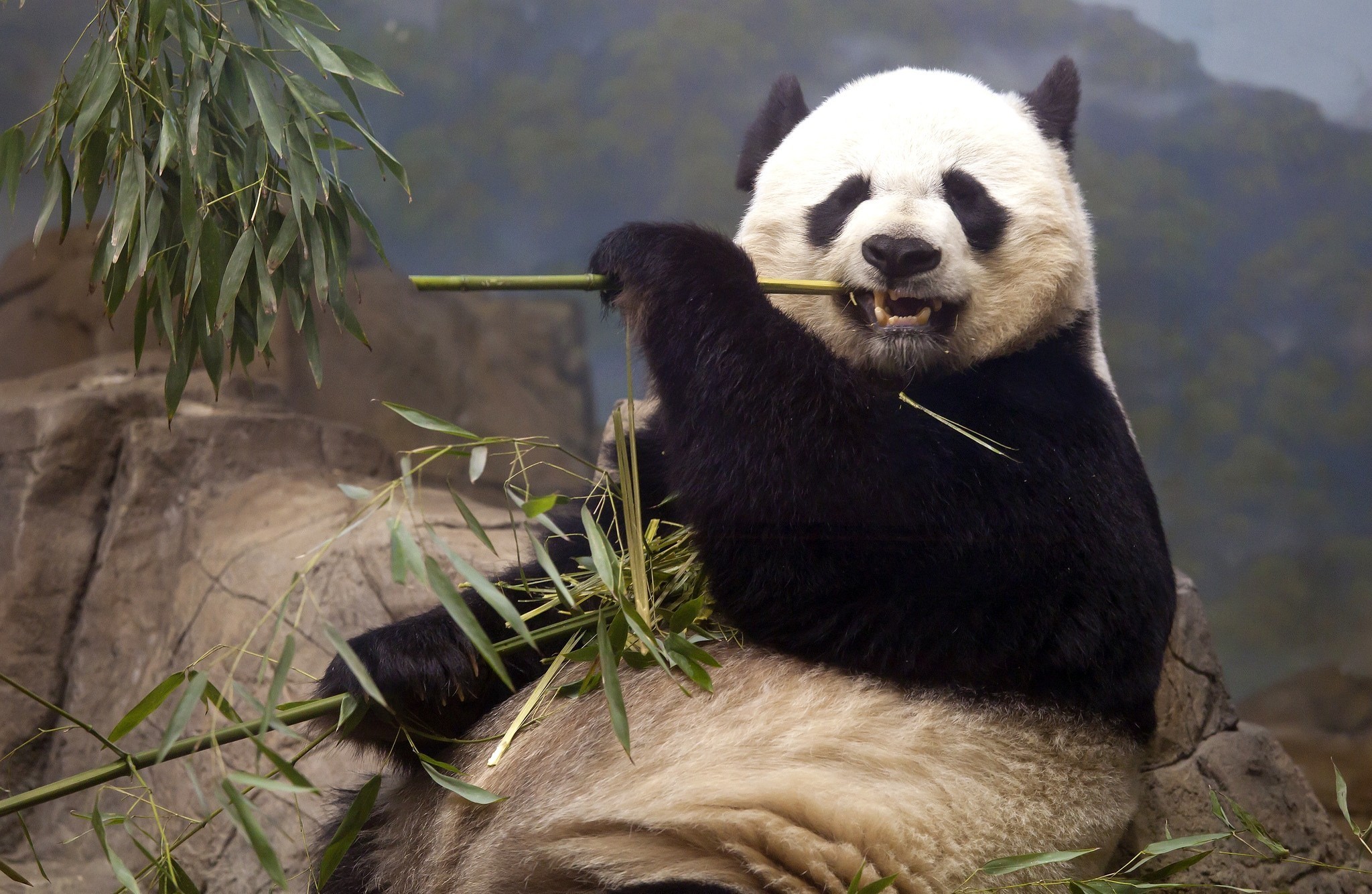Панда бамбуковый мишка