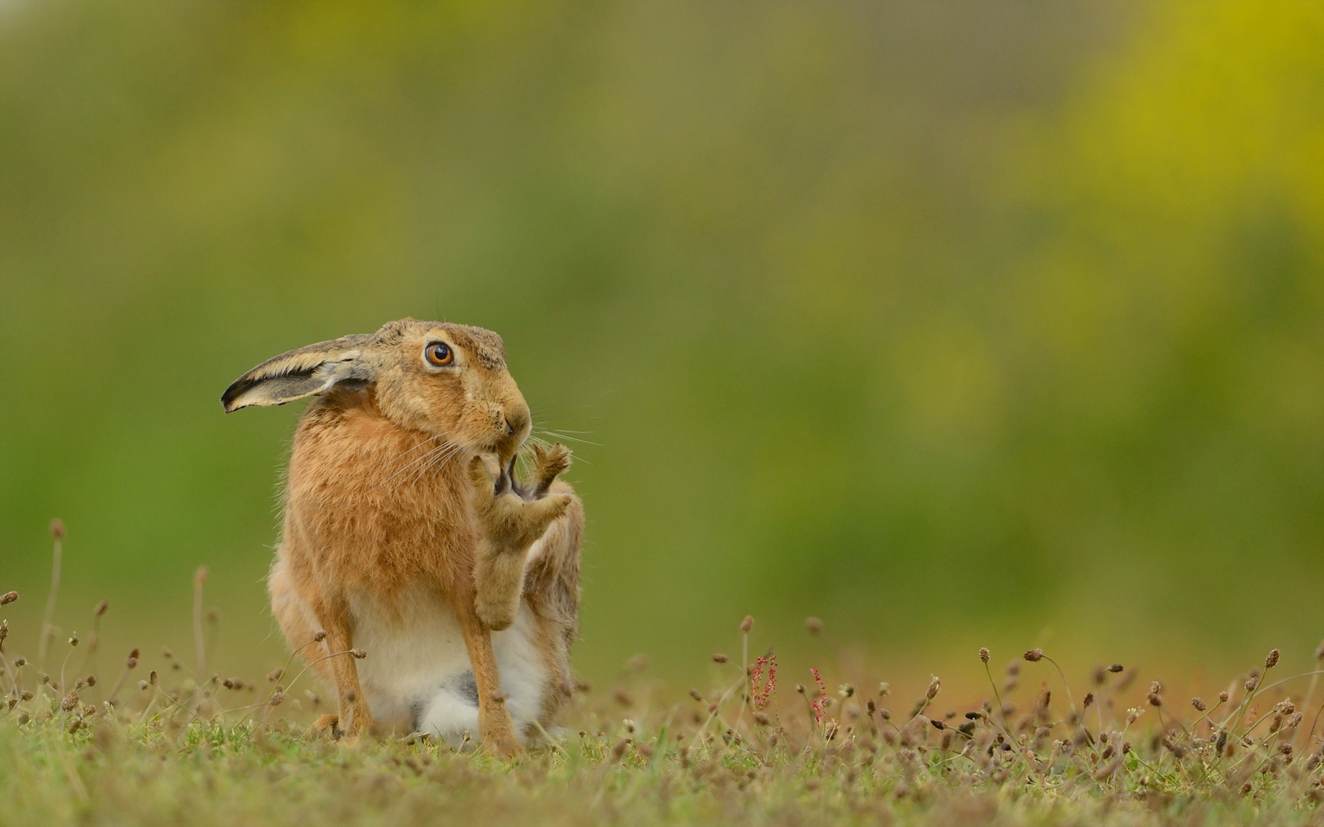 animal, hare images