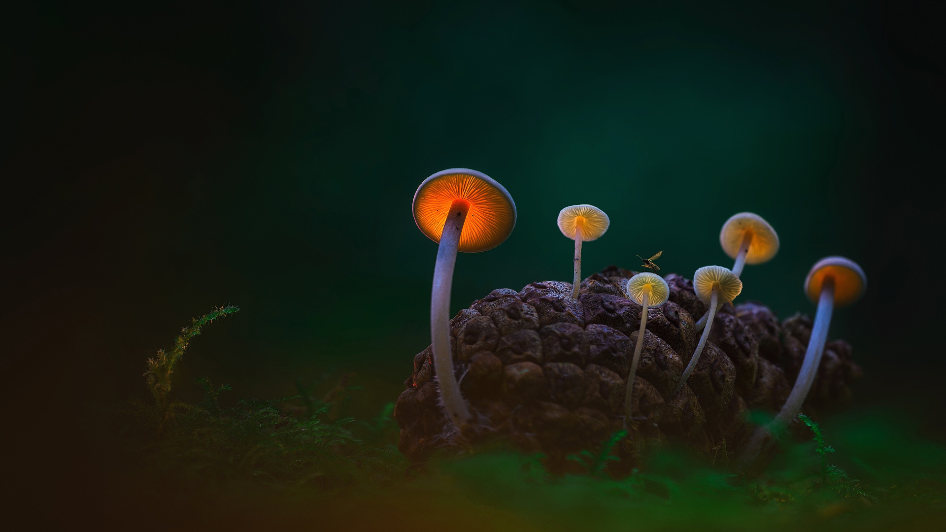 Загадочные грибы
