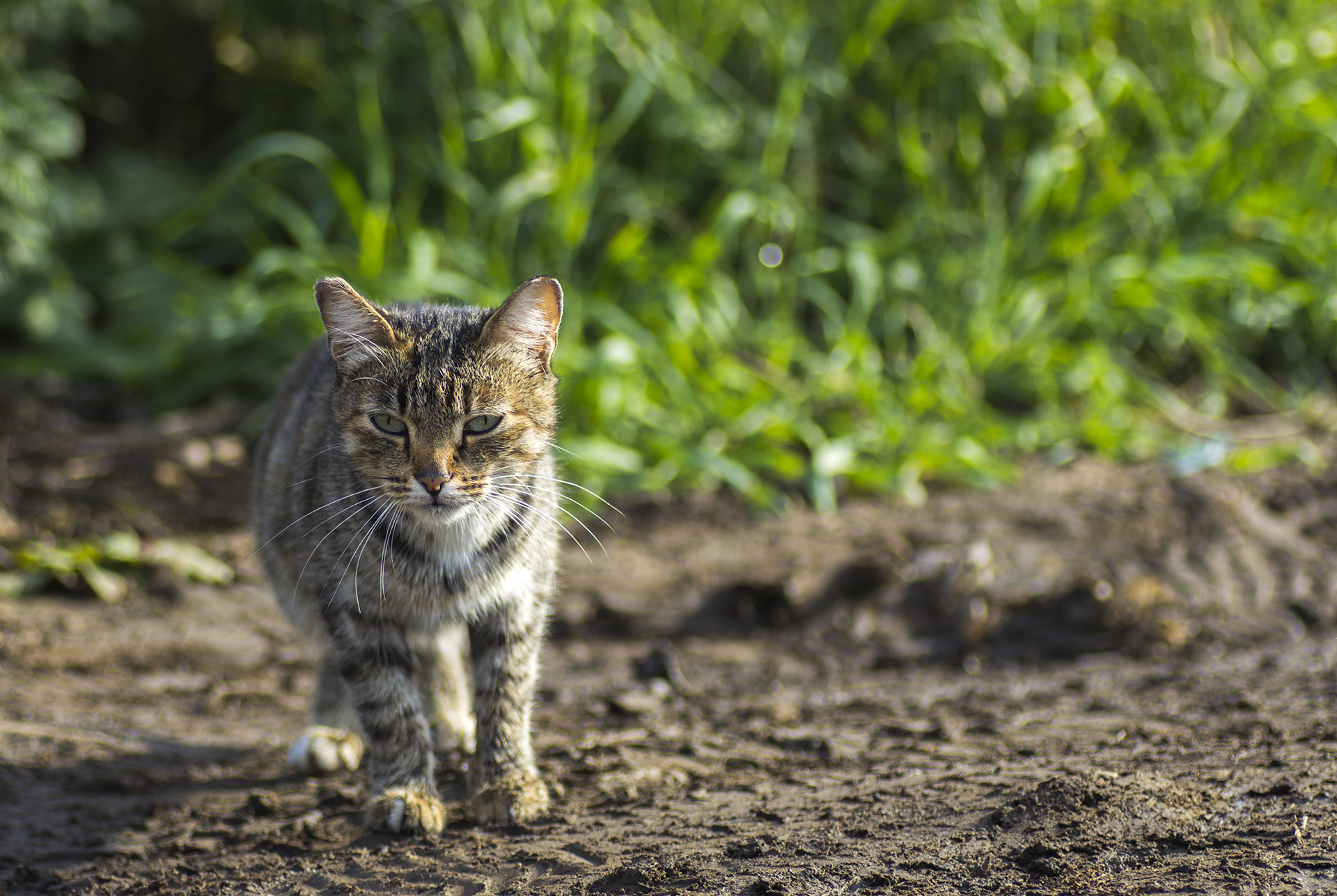 Земля кошка. Котята с земли. Земные кошечки. Кошка из земли.