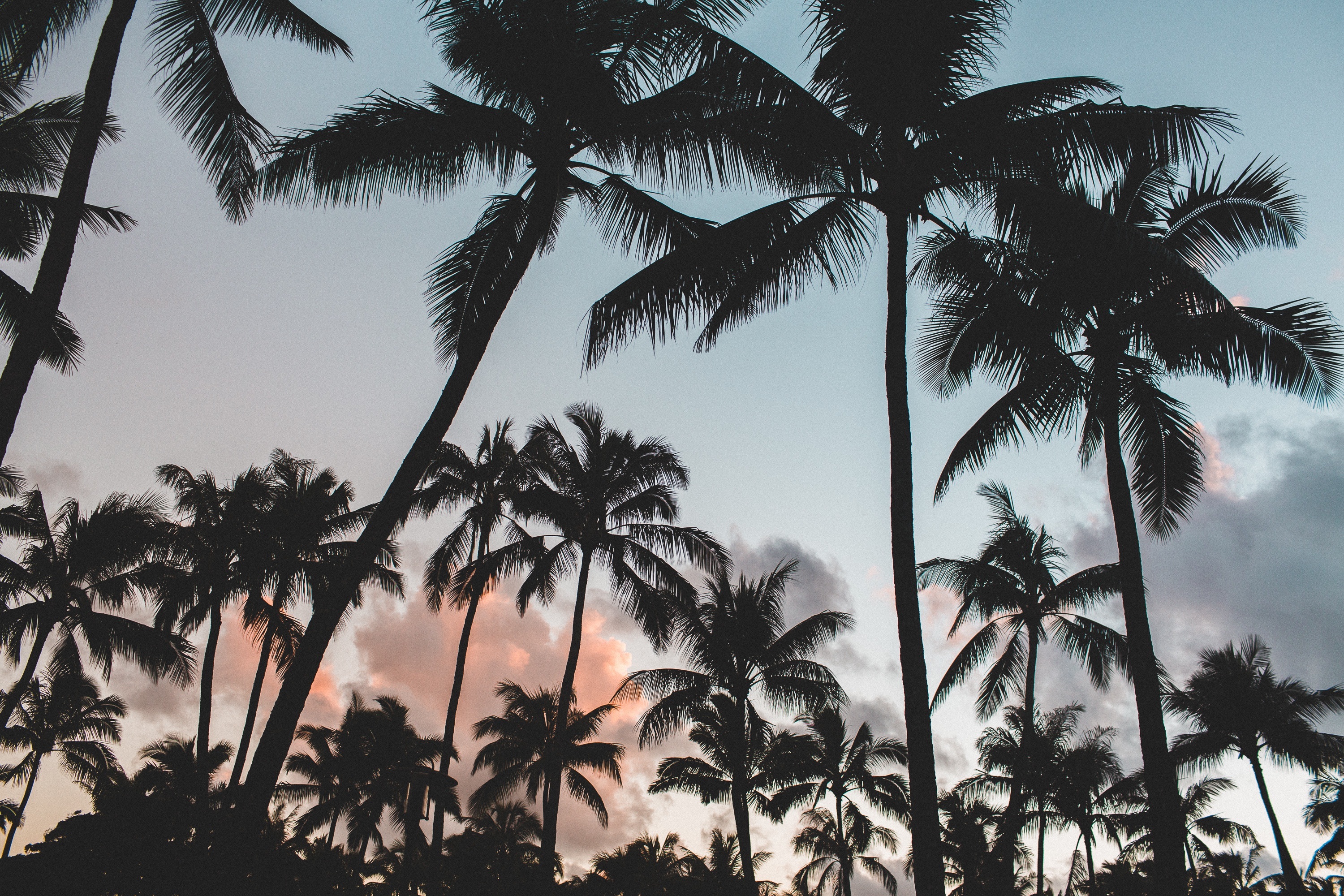 108678 descargar fondo de pantalla zona tropical, naturaleza, árboles, cielo, palms, trópico: protectores de pantalla e imágenes gratis