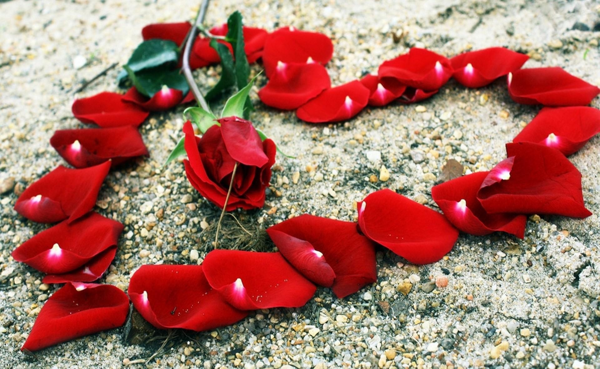 desktop Images rose flower, flowers, stones, rose, petals, romance, heart