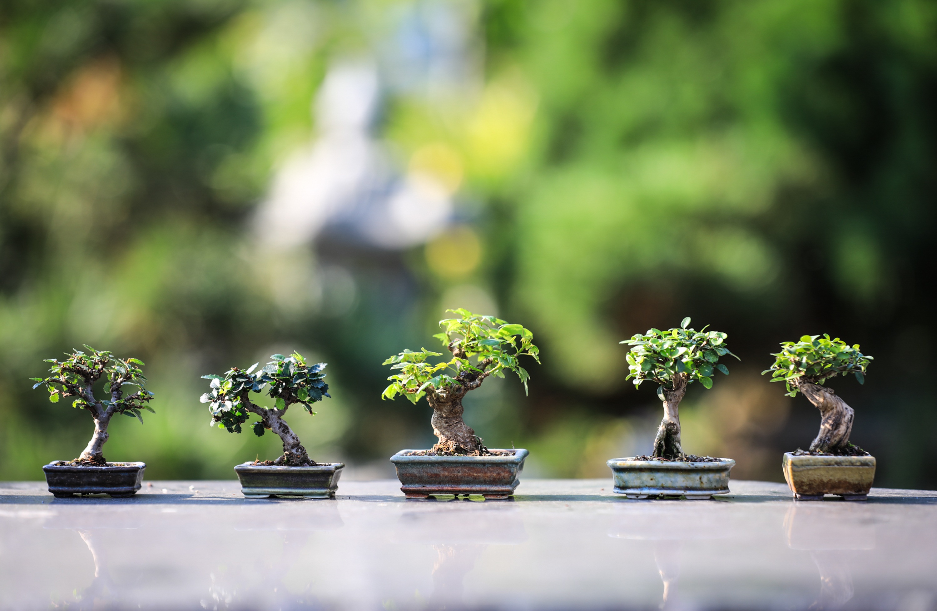 Дерево Bonsai 4k