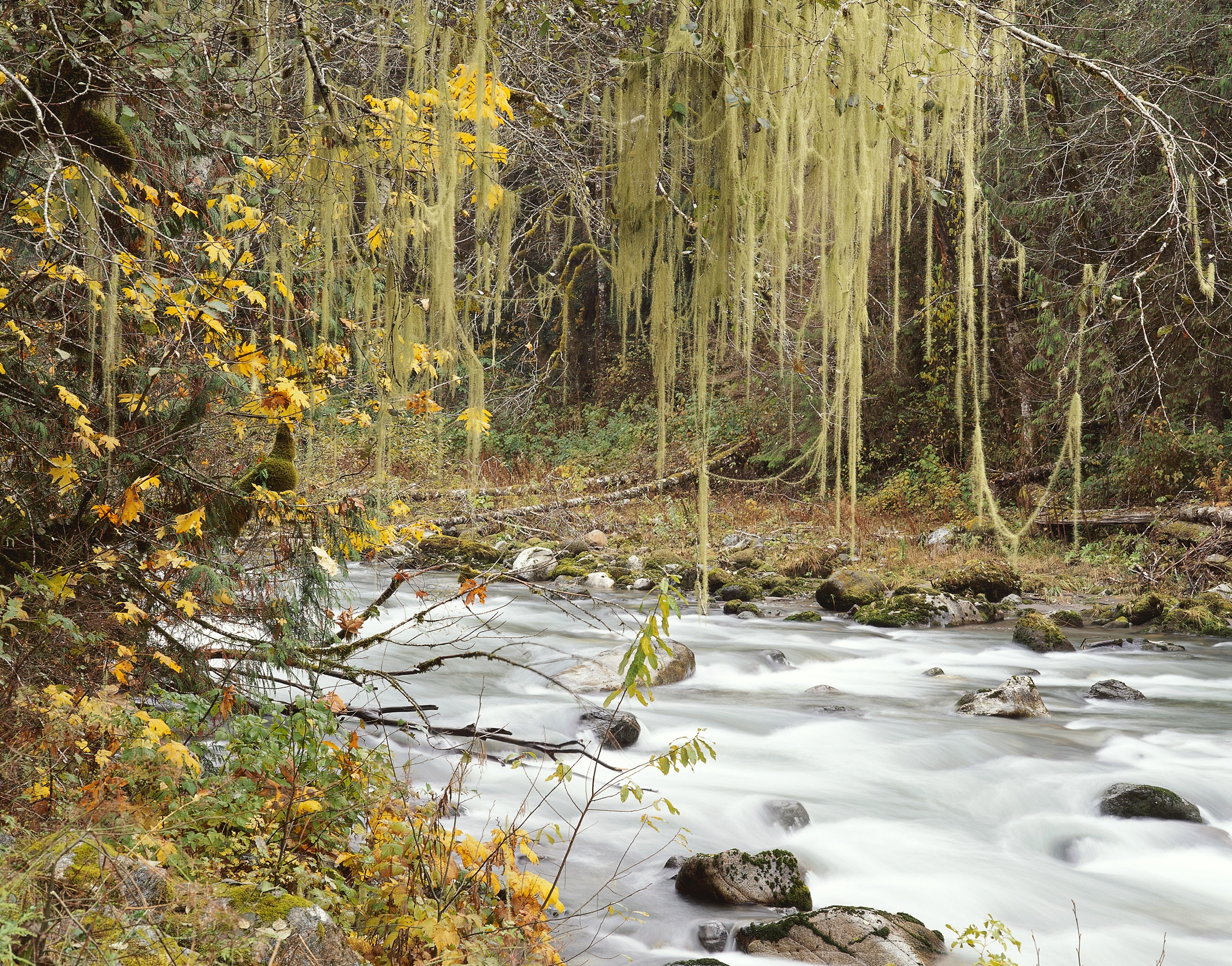 146750 descargar imagen naturaleza, ríos, árboles, otoño, hojas, web, multicolor: fondos de pantalla y protectores de pantalla gratis