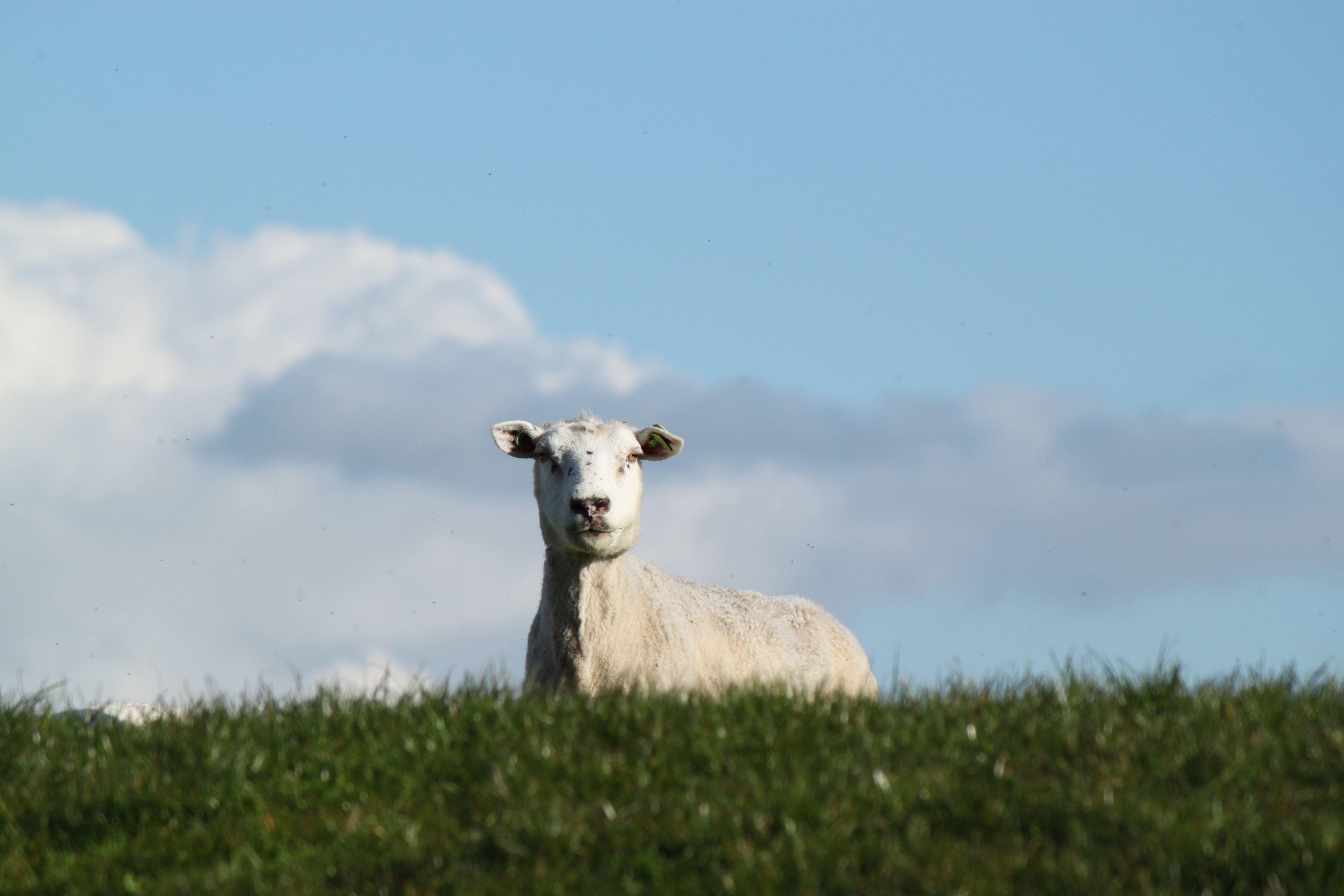 58662 скачать обои животные, луг, овца, ферма, пастбище - заставки и картинки бесплатно