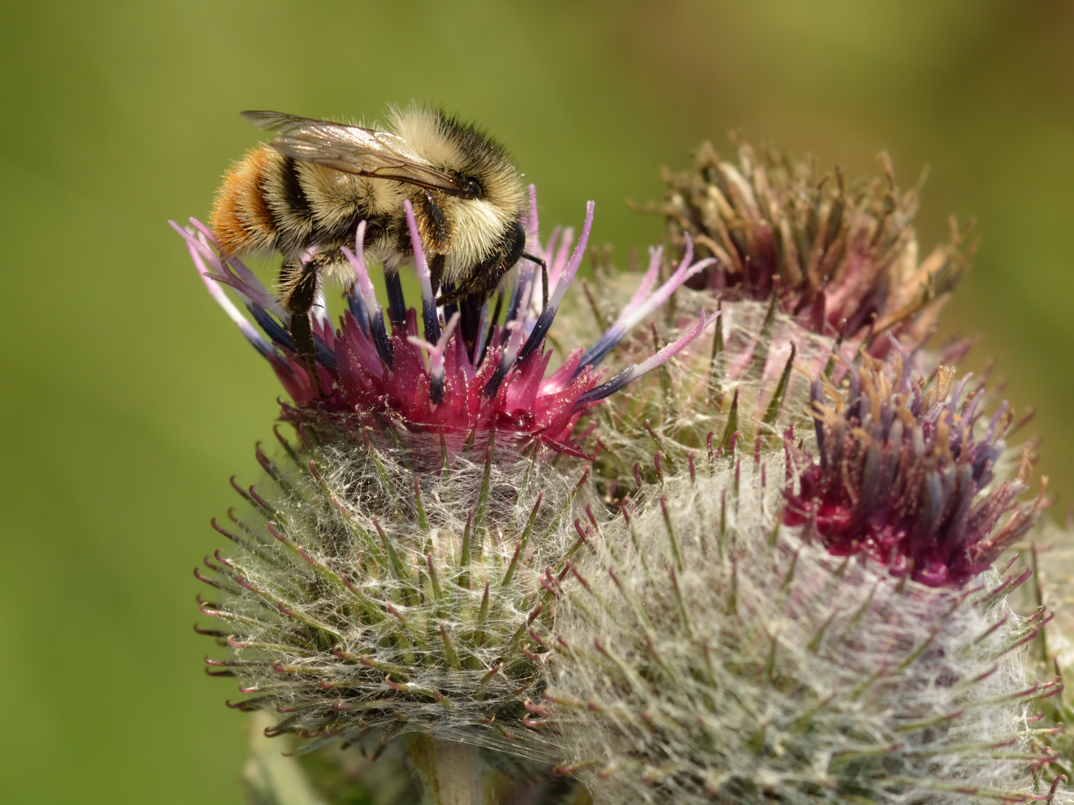 animal, bee, flower, shrill carder bee, thistle, insects