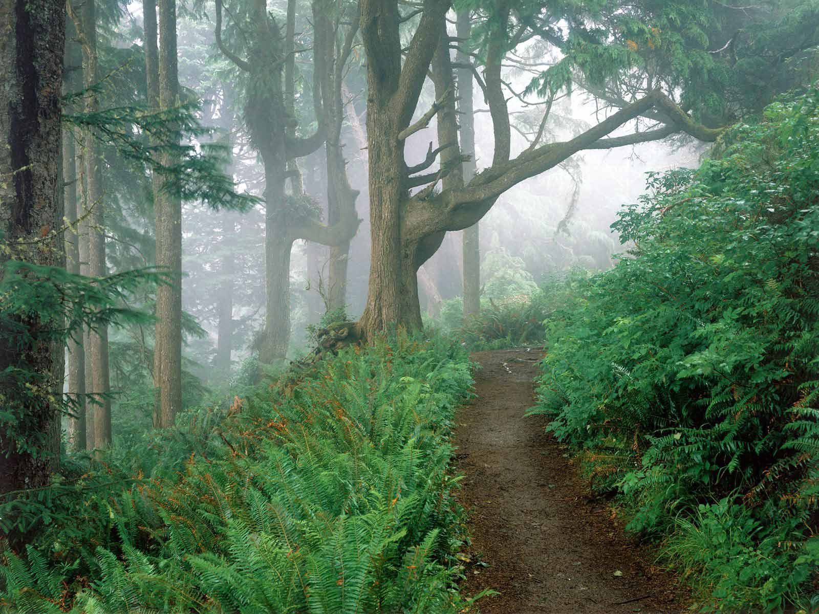 Download mobile wallpaper Branches, Trail, Trees, Fog, Branch, Path, Forest, Fern, Nature for free.