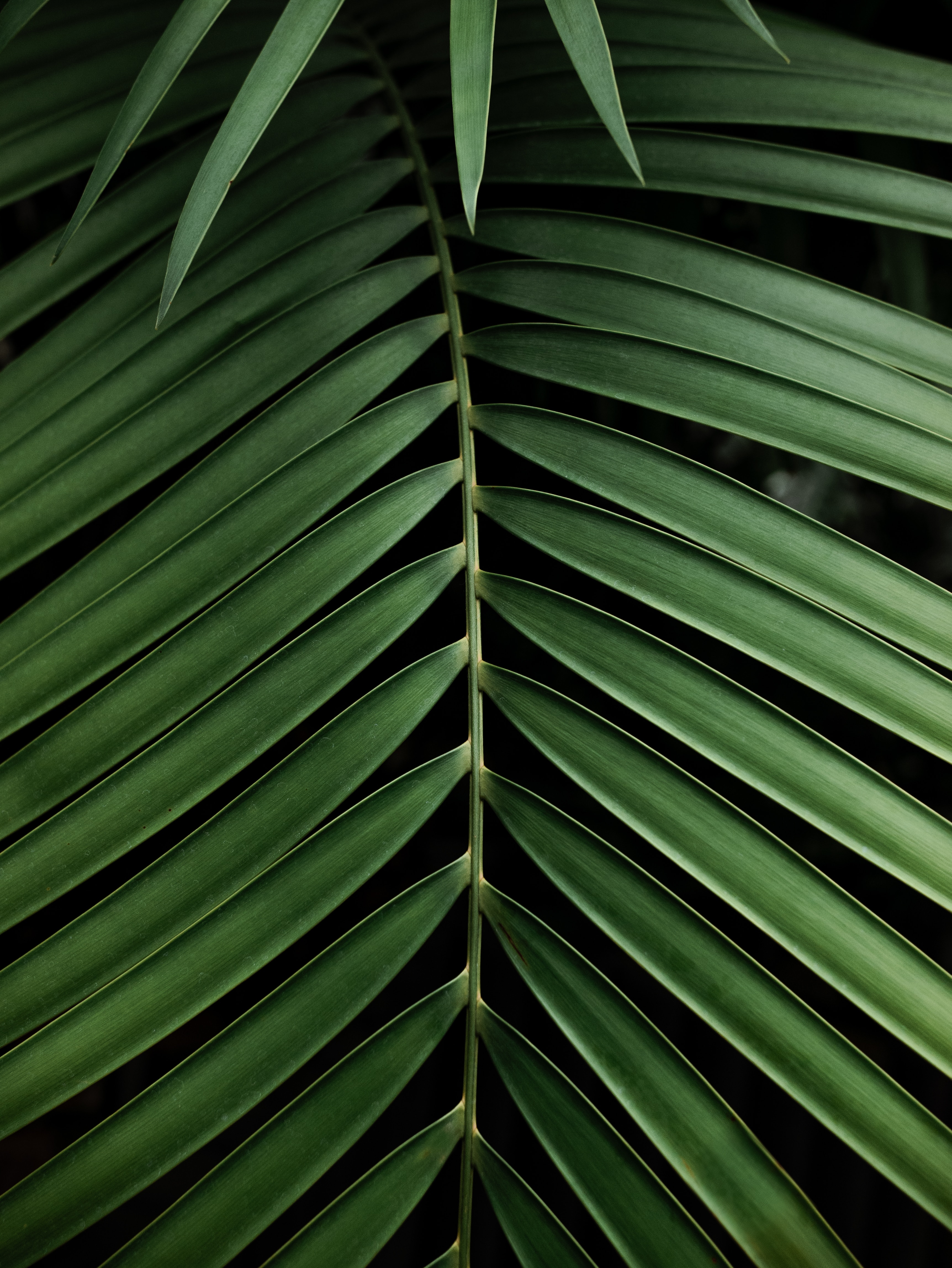 119224 завантажити картинку рослина, природа, листівки, зелений, пальма, долоня, гілка, листок - шпалери і заставки безкоштовно