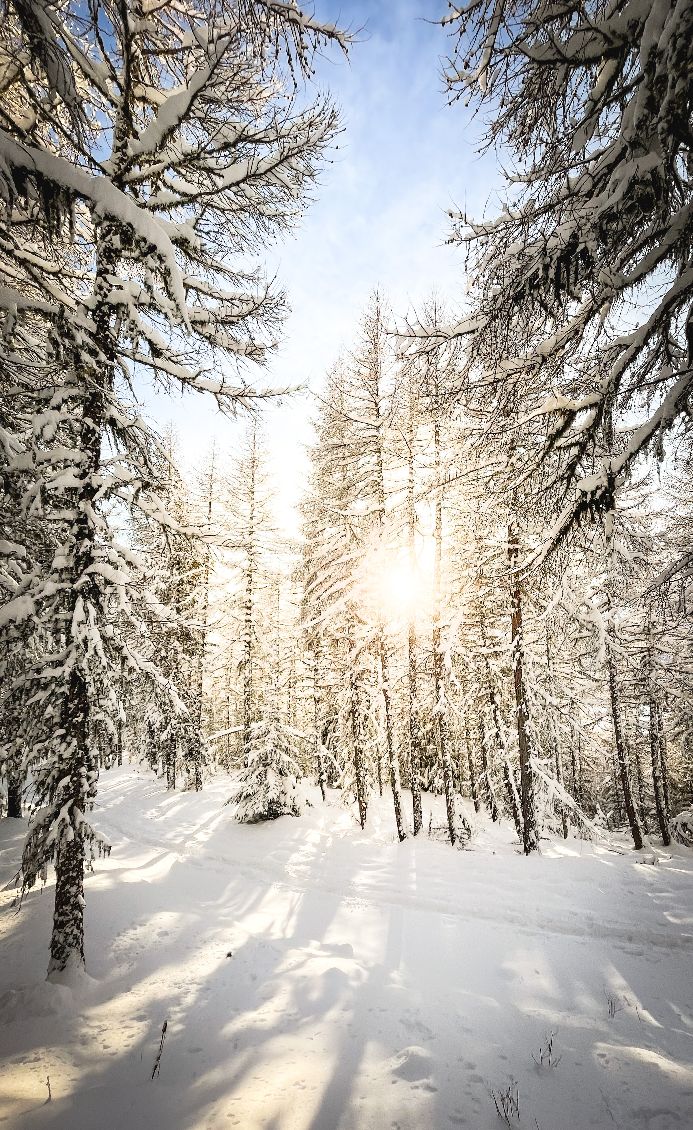 Скачать картинку Деревья, Солнечный Свет, Снег, Природа, Сосны, Зима в телефон бесплатно.