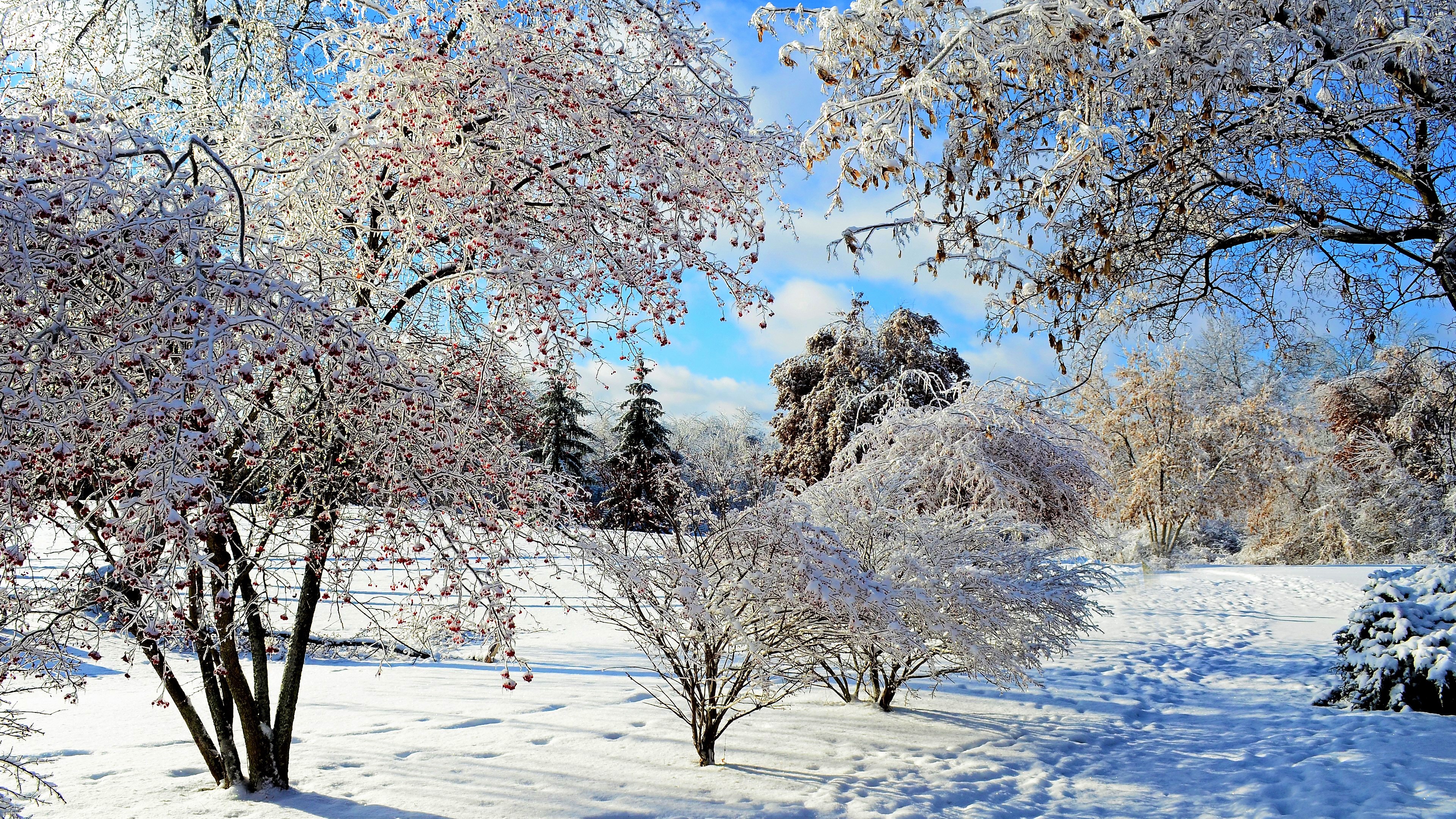 Деревья покрытые снегом