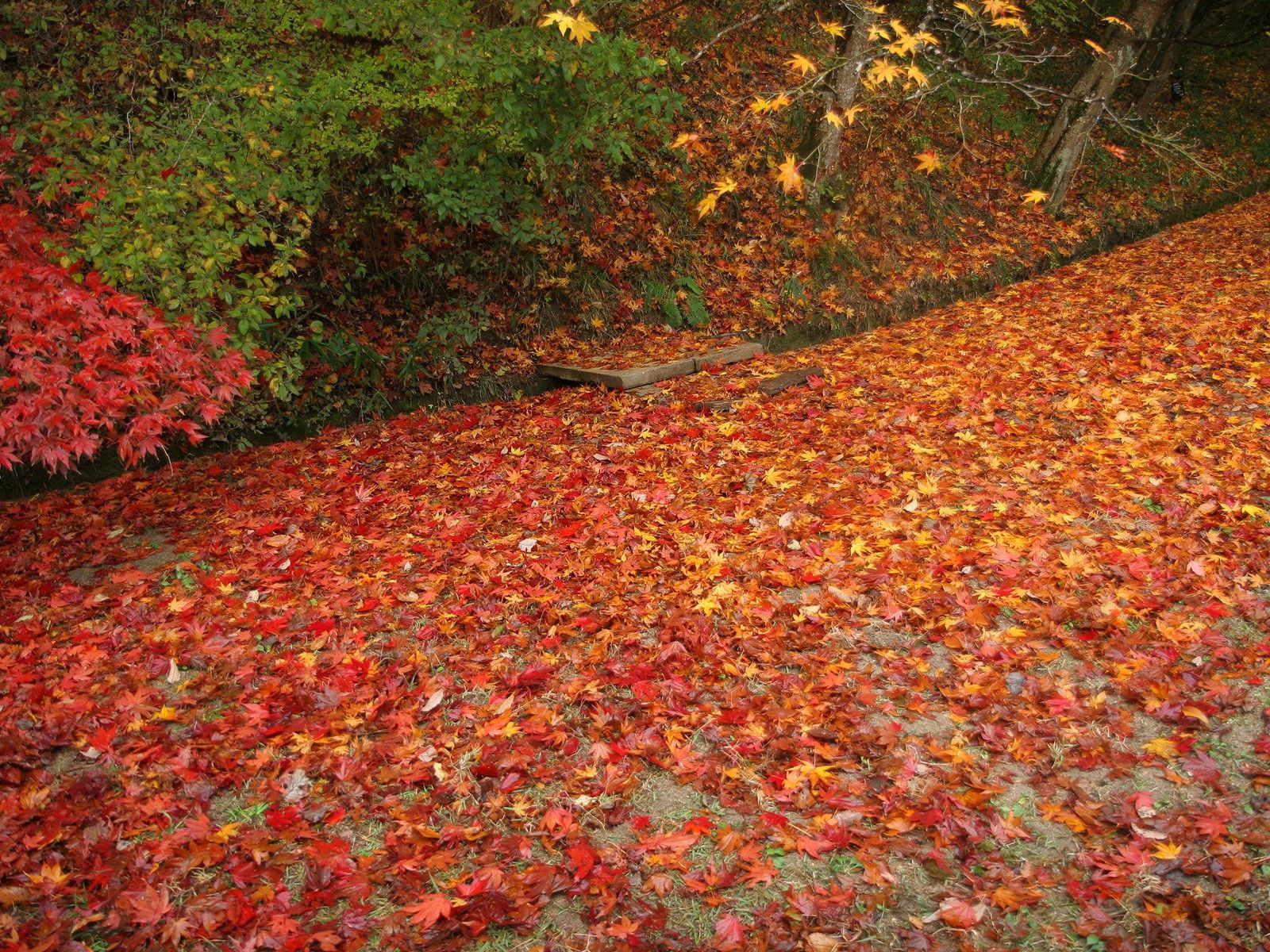 Handy-Wallpaper Natur, Blätter, Gefallen, Herbst kostenlos herunterladen.